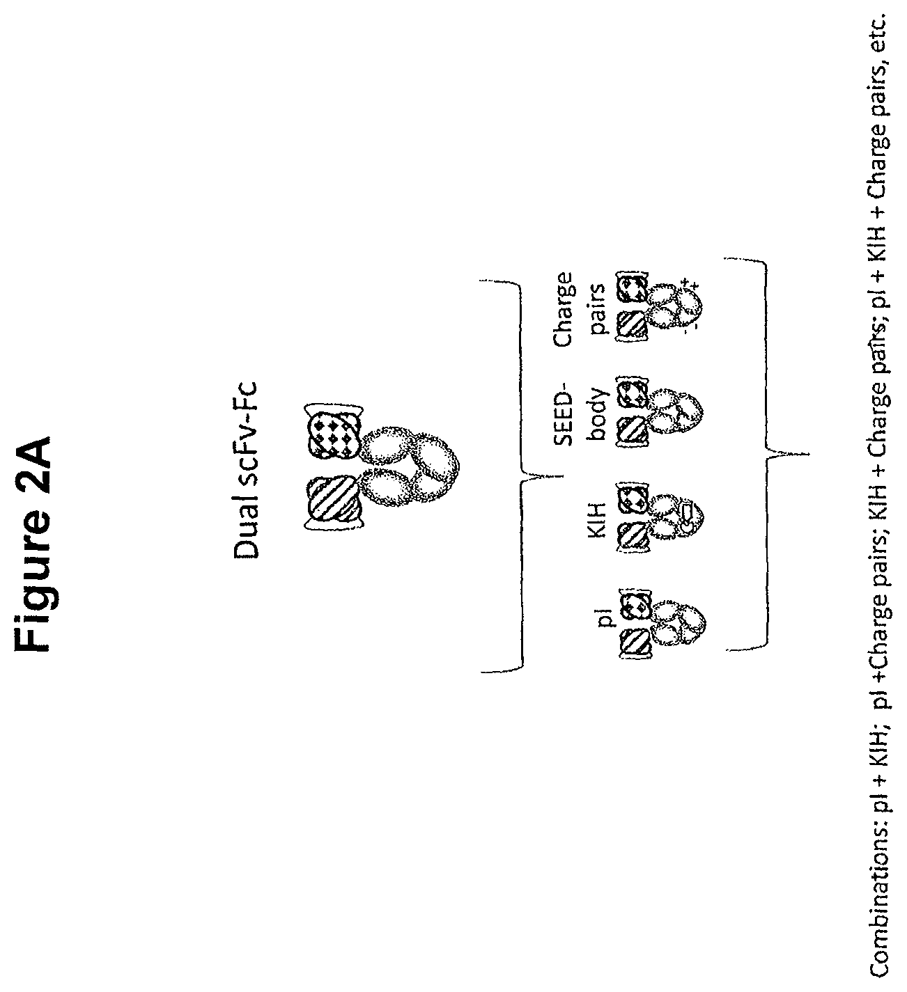 Patent US11814423 Figure 3 – Heterodimeric proteins