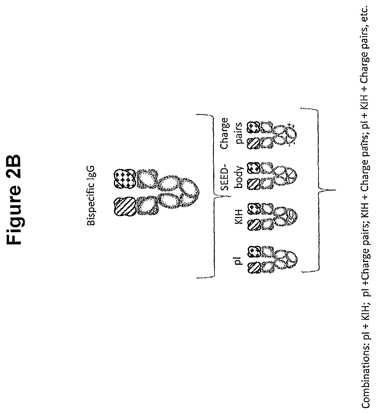 Patent US11814423 Figure 4 – Heterodimeric proteins