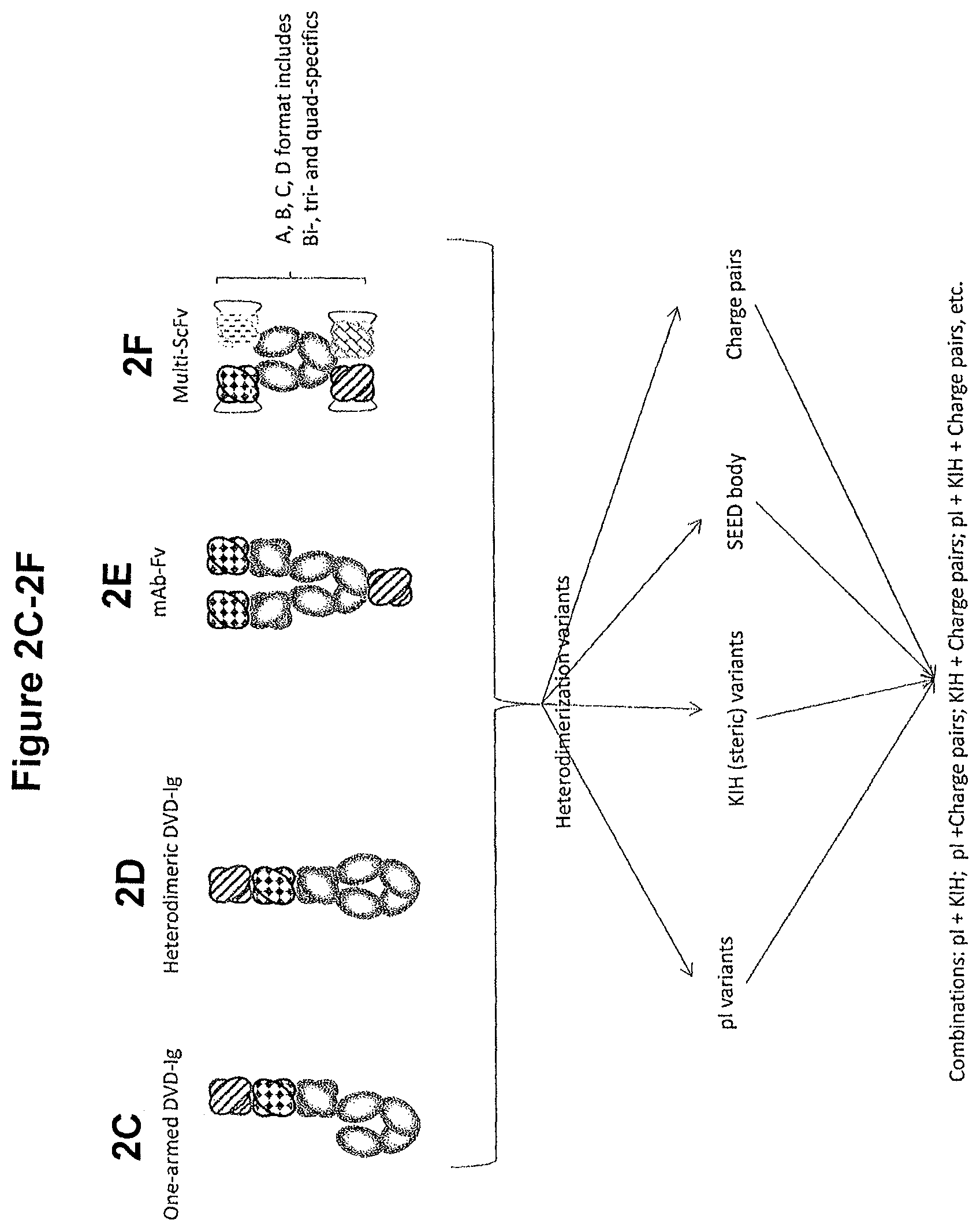 Patent US11814423 Figure 5 – Heterodimeric proteins