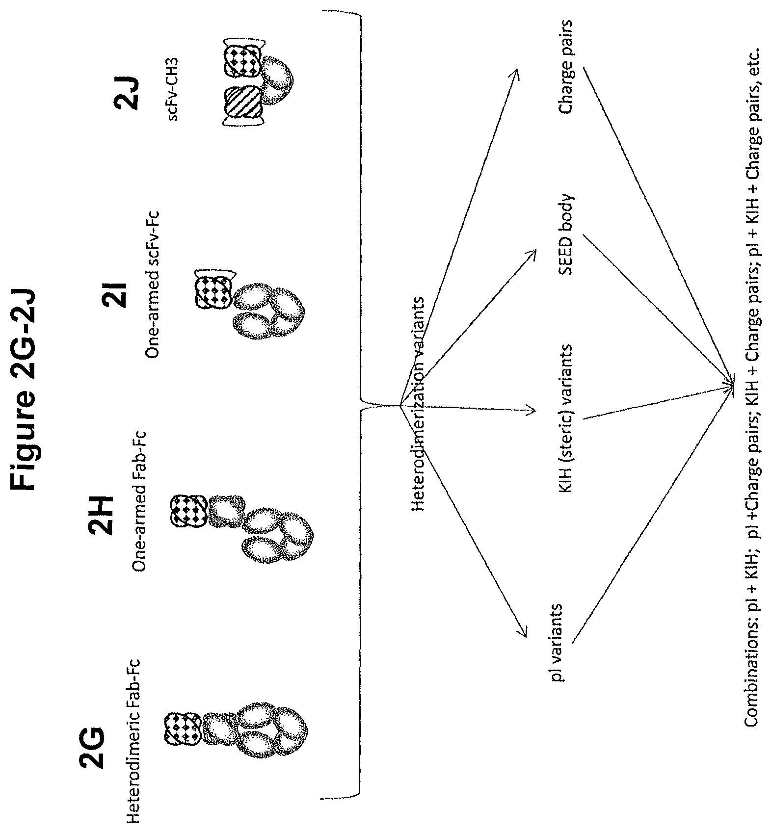 Patent US11814423 Figure 6 – Heterodimeric proteins