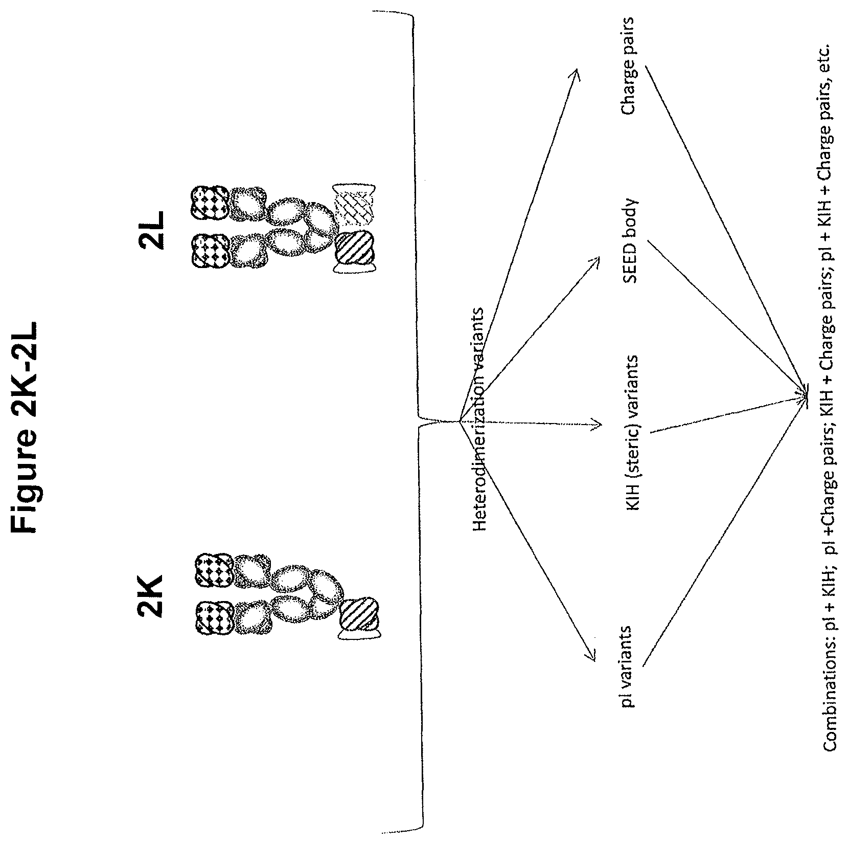 Patent US11814423 Figure 7 – Heterodimeric proteins