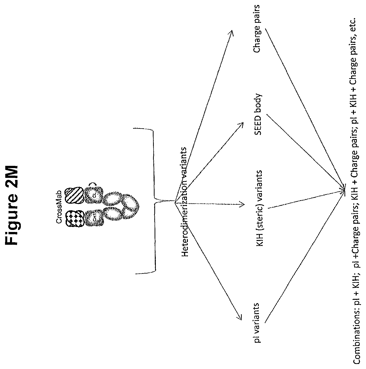 Patent US11814423 Figure 8 – Heterodimeric proteins