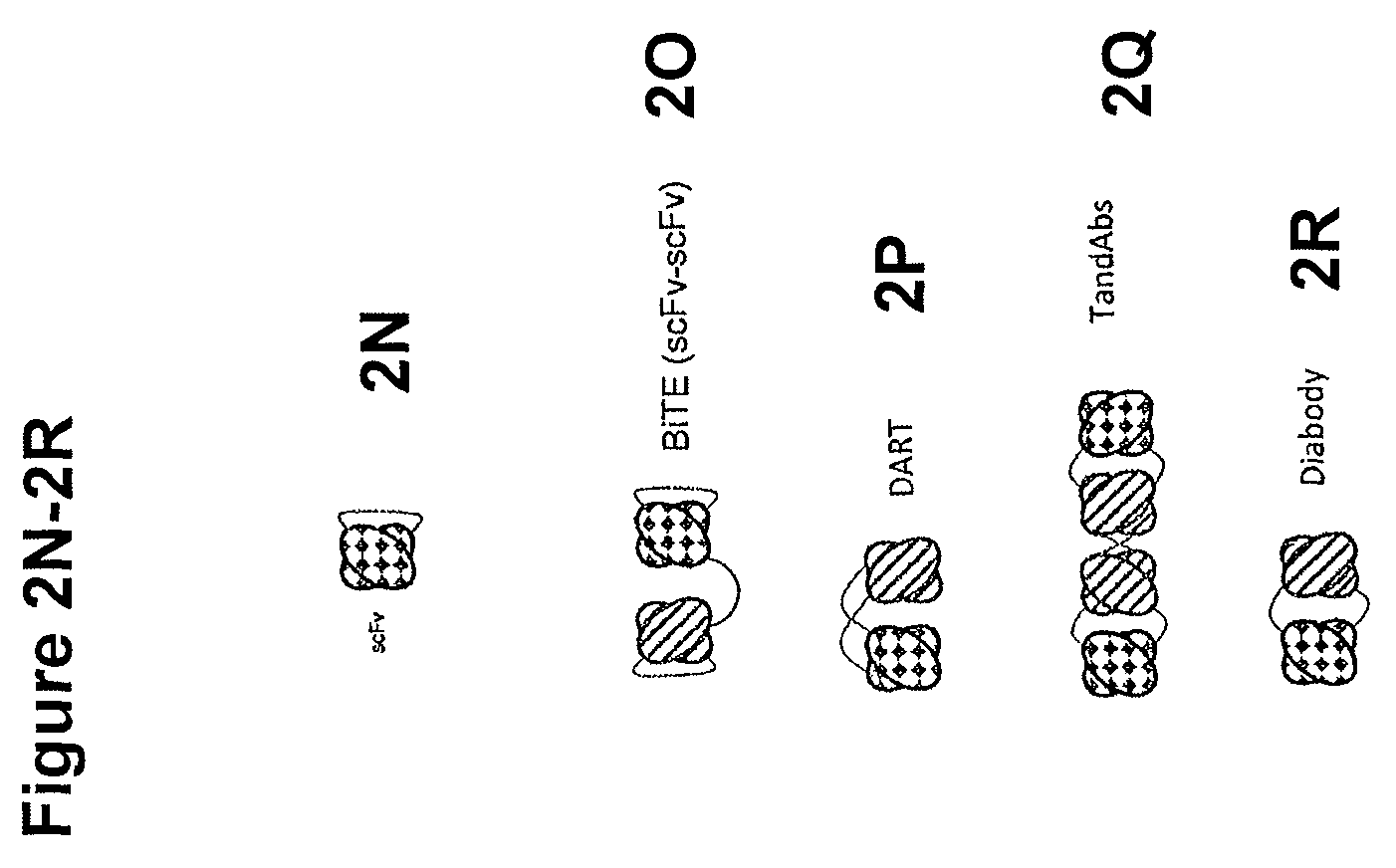 Patent US11814423 Figure 9 – Heterodimeric proteins