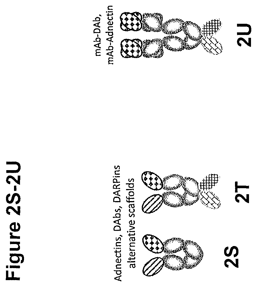 Patent US11814423 Figure 10 – Heterodimeric proteins