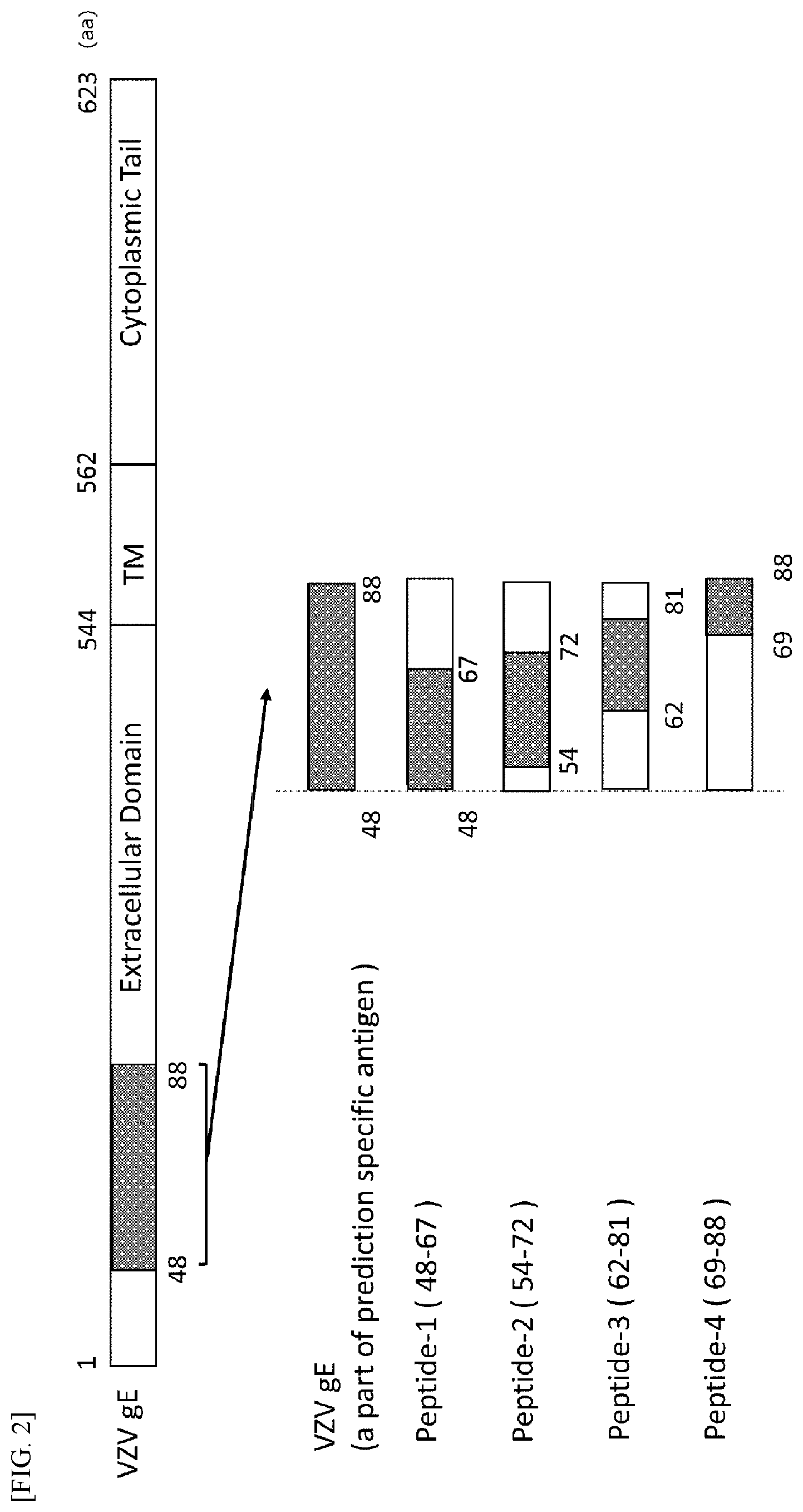 Patent US11814424 Figure 2 – Anti-varicella-zoster virus antibody, immunological measurement method, and immunological measurement device
