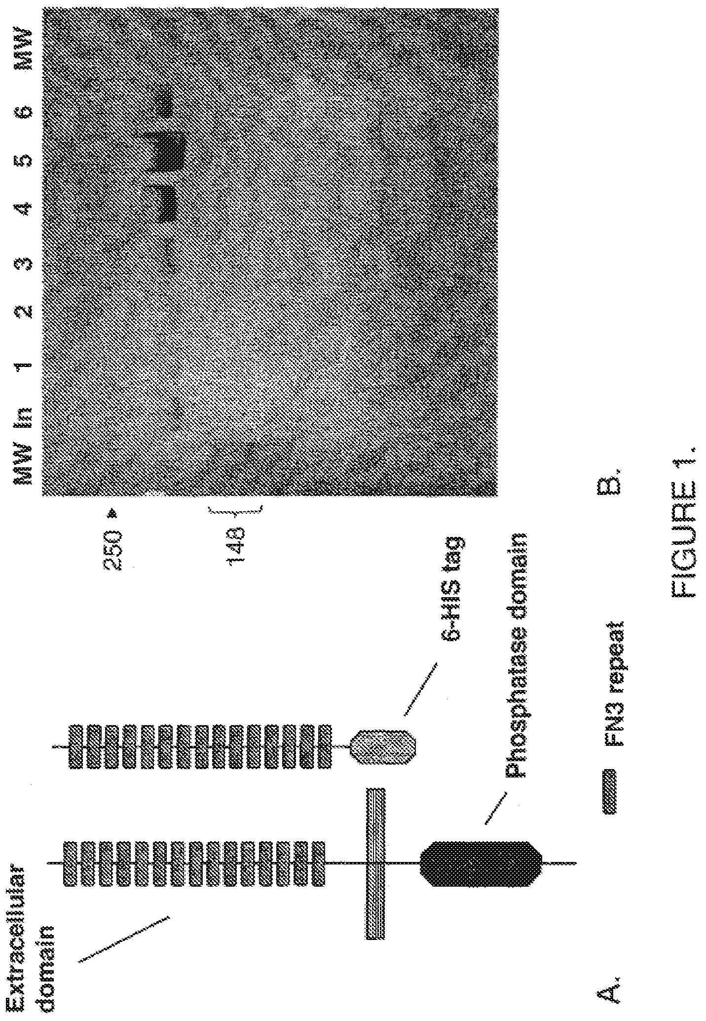 Patent US11814425 Figure 1 – Antibodies that bind human protein tyrosine phosphatase beta (HPTPbeta) and uses thereof