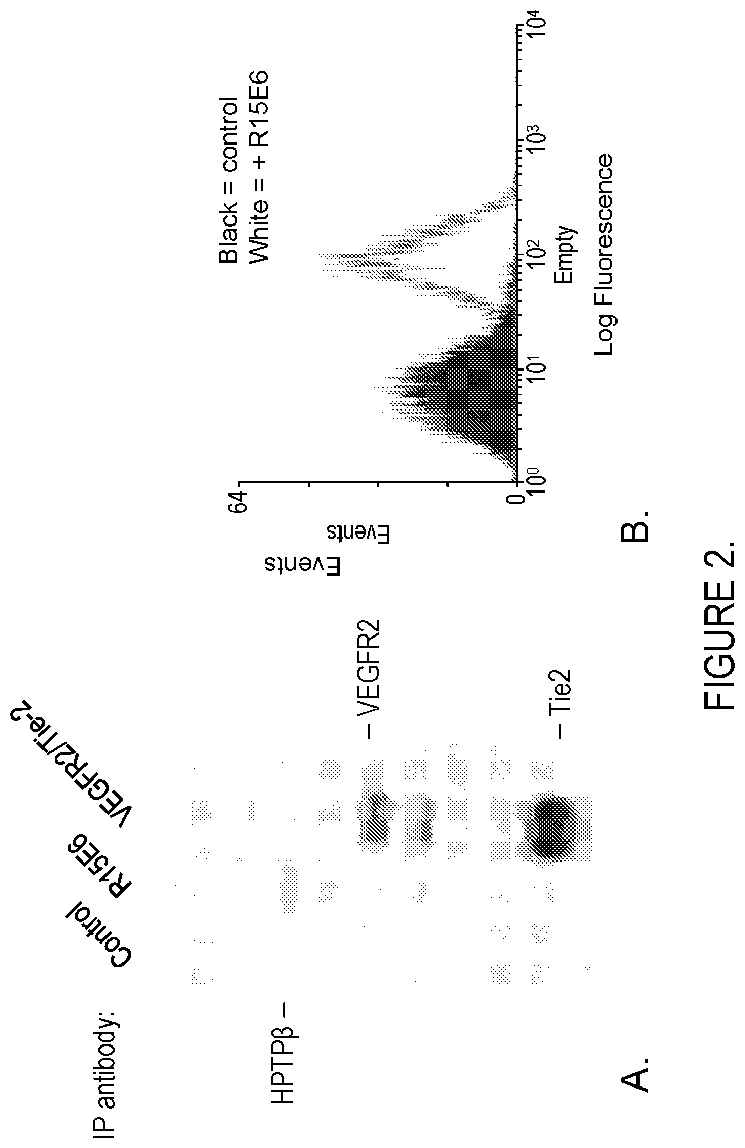 Patent US11814425 Figure 2 – Antibodies that bind human protein tyrosine phosphatase beta (HPTPbeta) and uses thereof