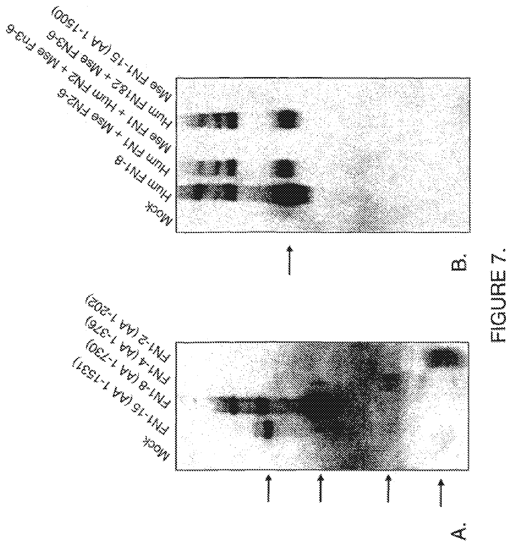 Patent US11814425 Figure 7 – Antibodies that bind human protein tyrosine phosphatase beta (HPTPbeta) and uses thereof