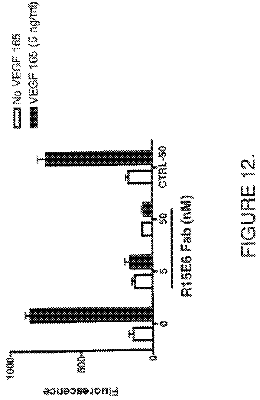 Patent US11814425 Figure 12 – Antibodies that bind human protein tyrosine phosphatase beta (HPTPbeta) and uses thereof