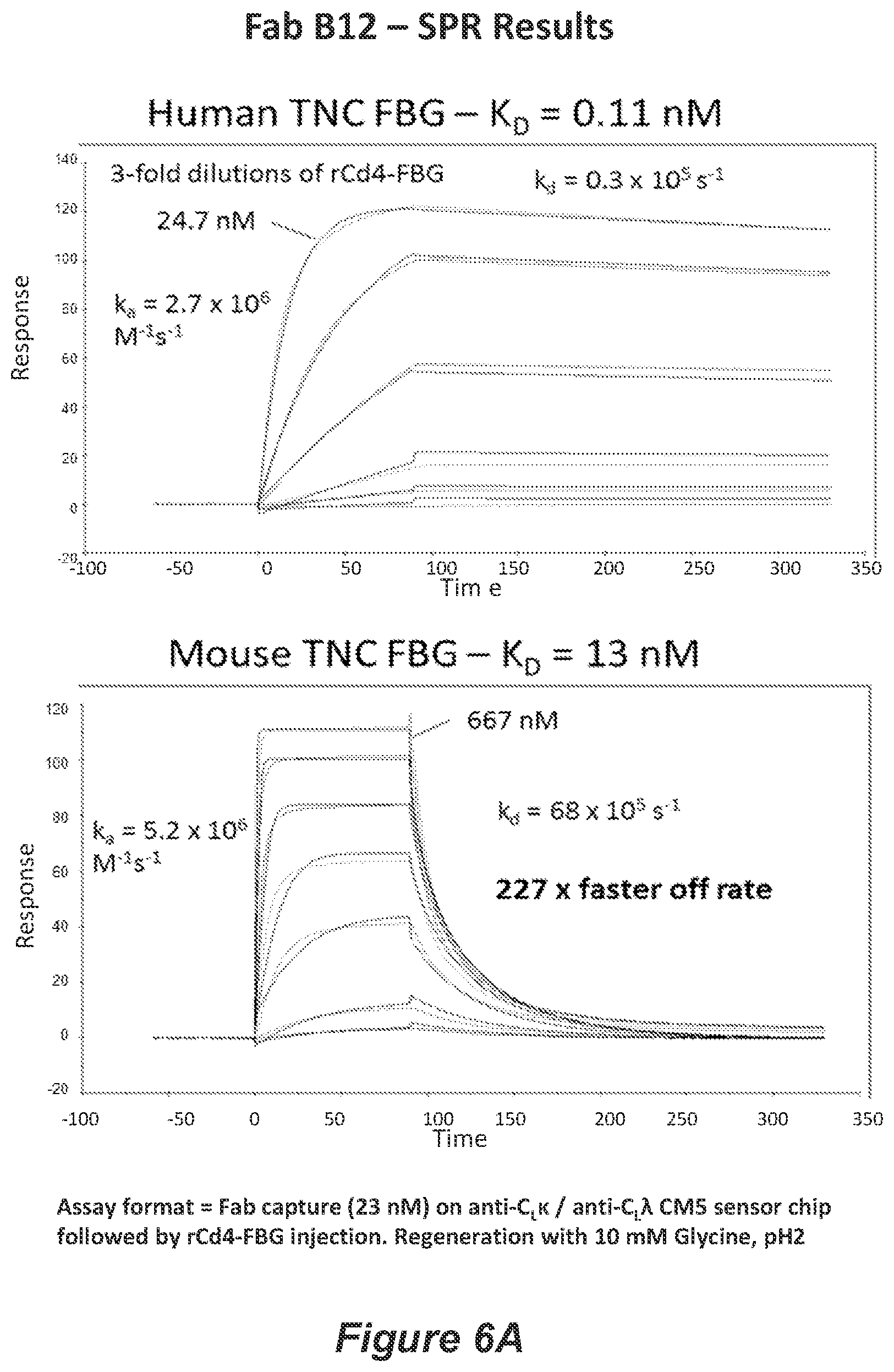Patent US11814426 Figure 9 – Anti-tenascin C antibodies and uses thereof