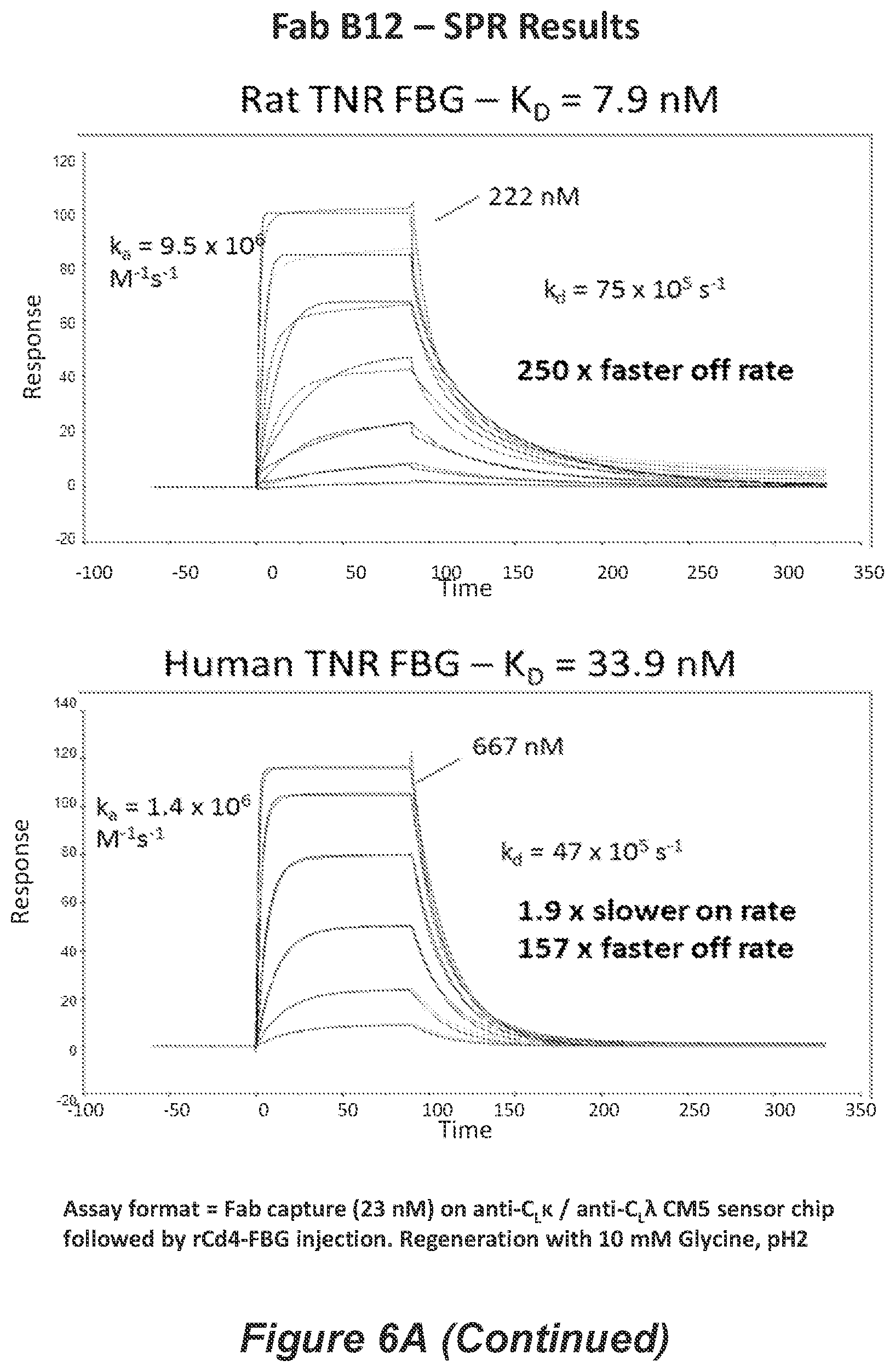 Patent US11814426 Figure 10 – Anti-tenascin C antibodies and uses thereof