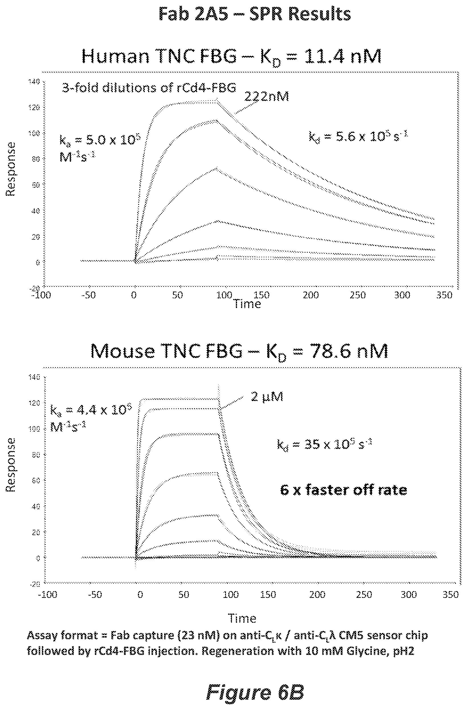 Patent US11814426 Figure 11 – Anti-tenascin C antibodies and uses thereof