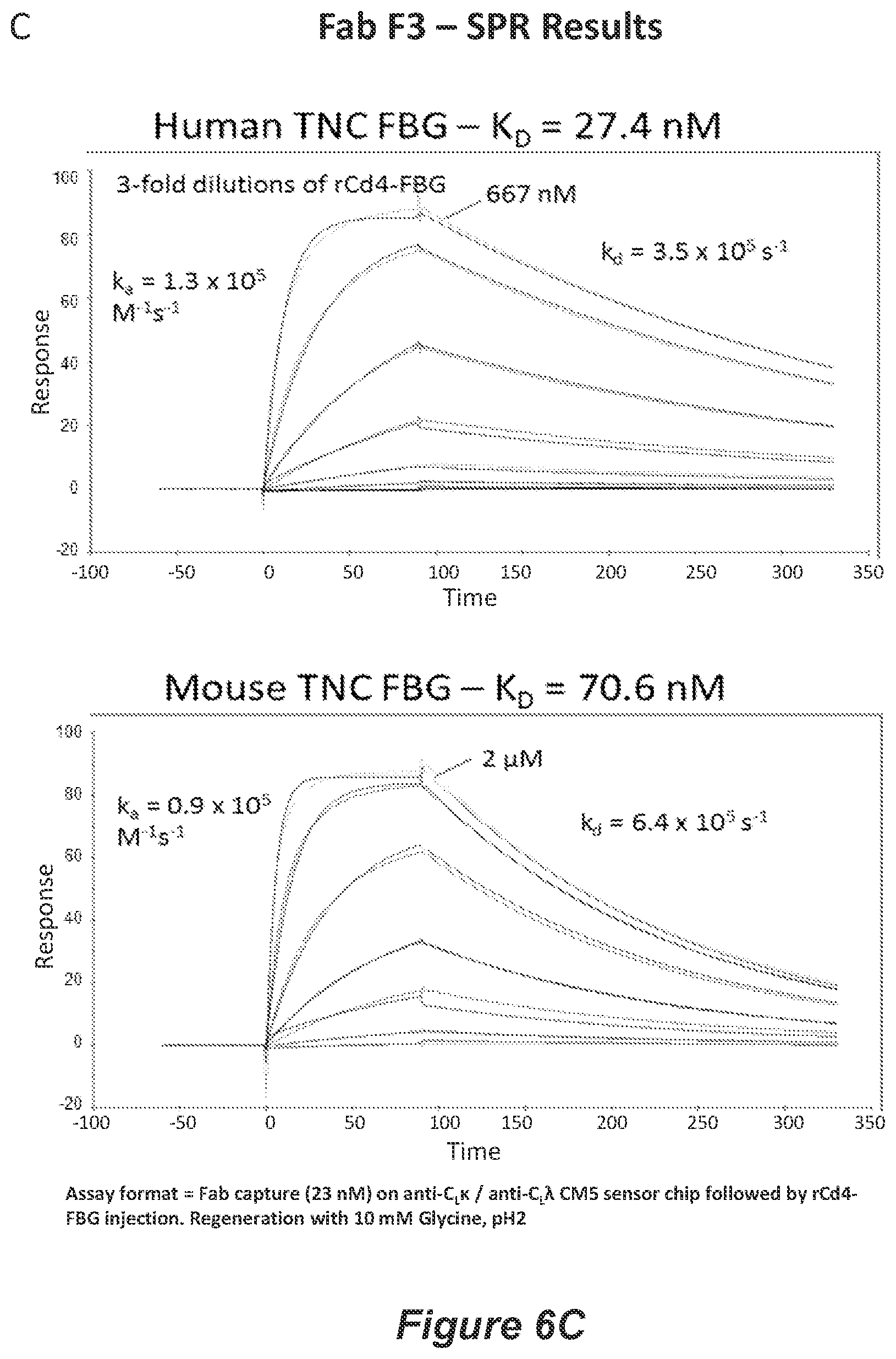 Patent US11814426 Figure 13 – Anti-tenascin C antibodies and uses thereof
