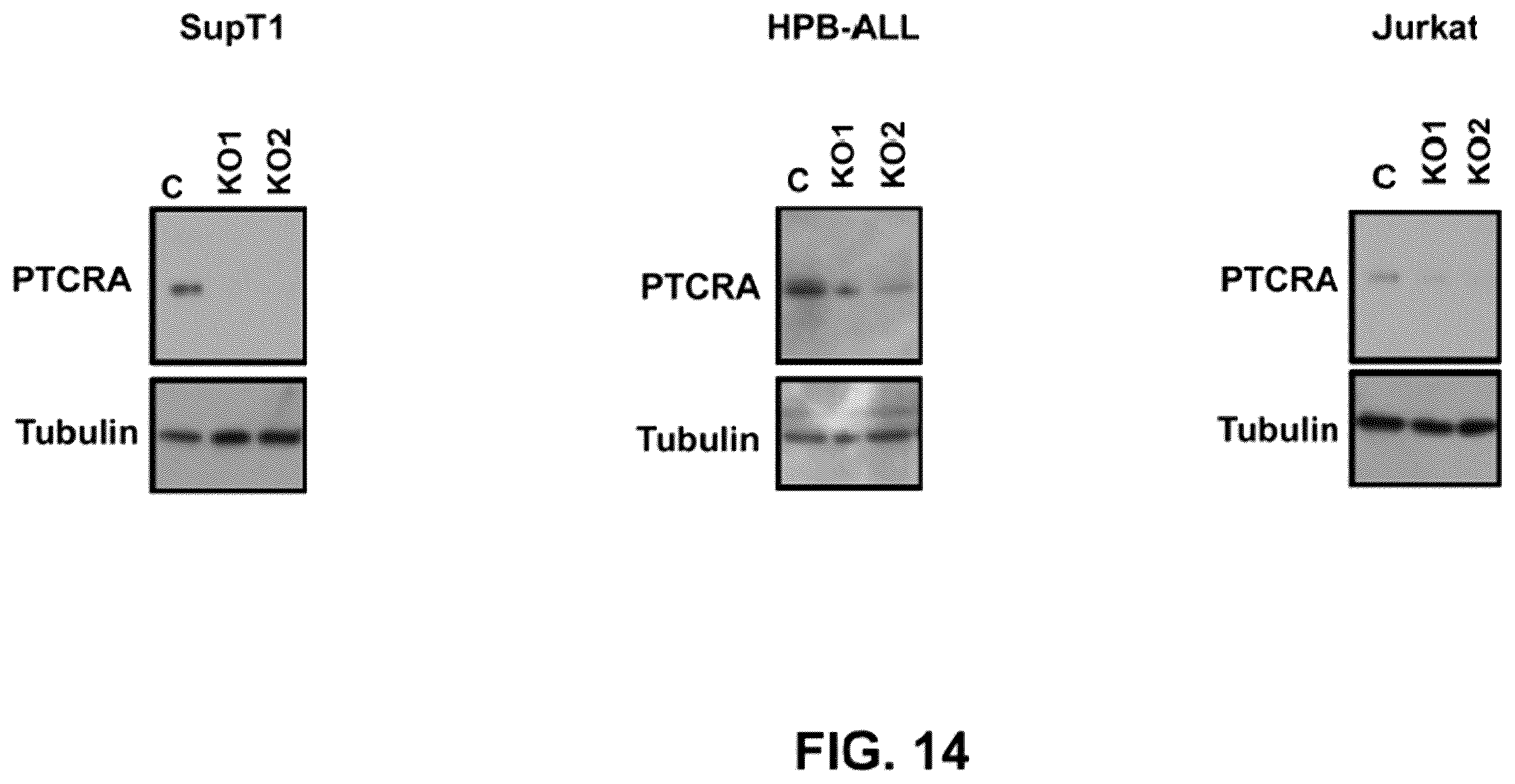 Patent US11814428 Figure 14 – Anti-PTCRA antibody-drug conjugates and uses thereof
