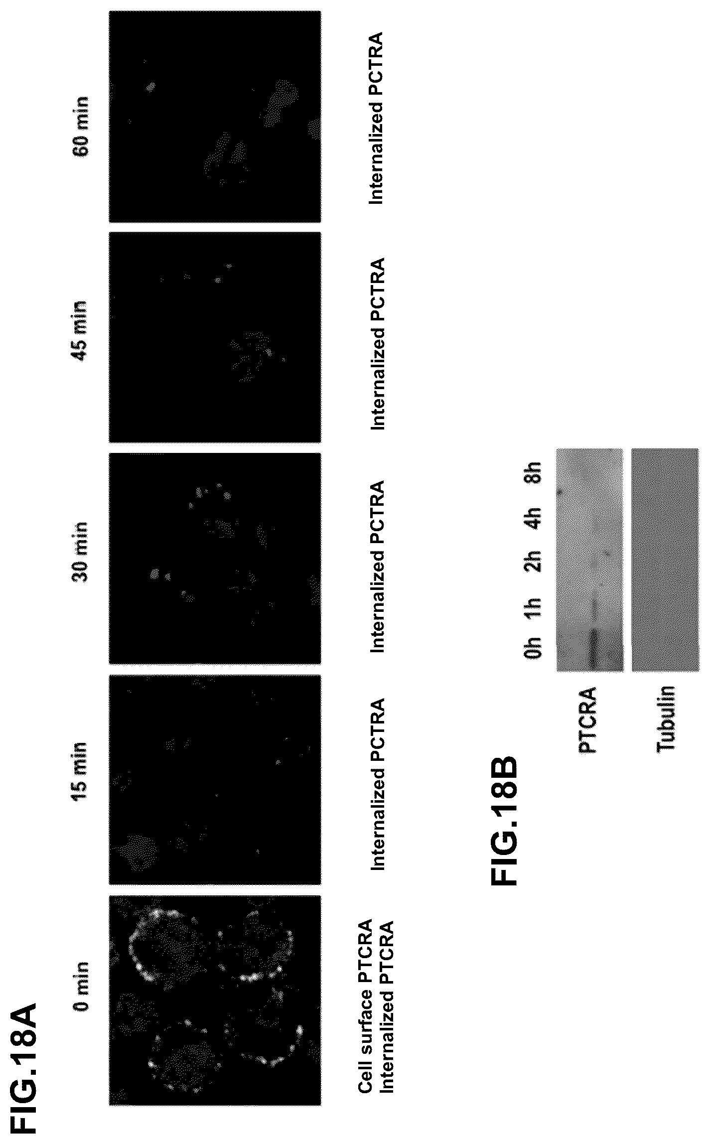 Patent US11814428 Figure 19 – Anti-PTCRA antibody-drug conjugates and uses thereof