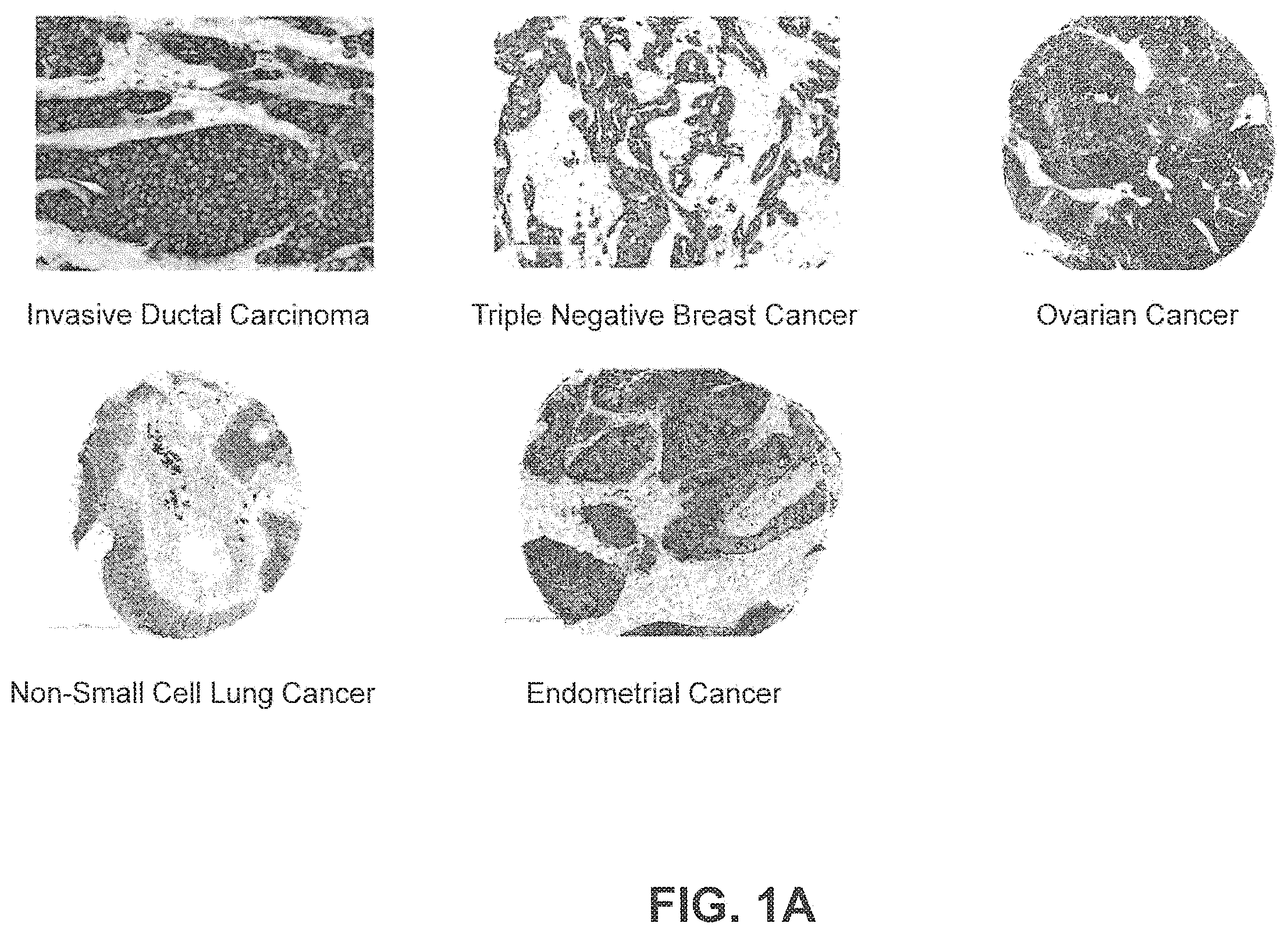 Patent US11814431 Figure 1 – B7-H4 antibodies and methods of use thereof