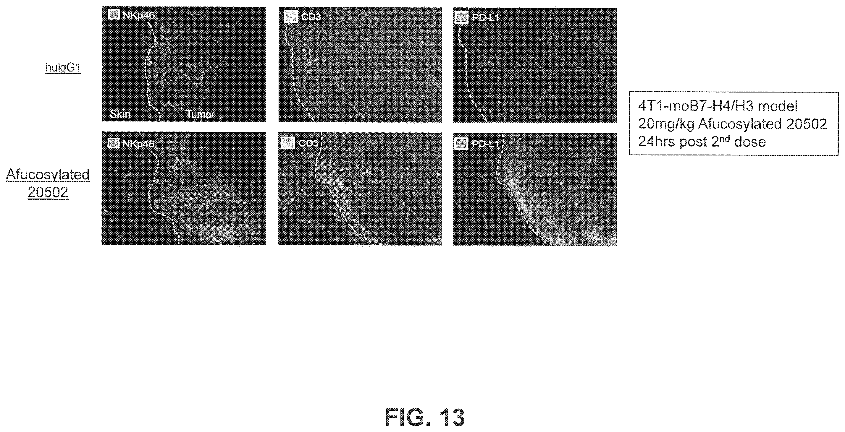 Patent US11814431 Figure 20 – B7-H4 antibodies and methods of use thereof