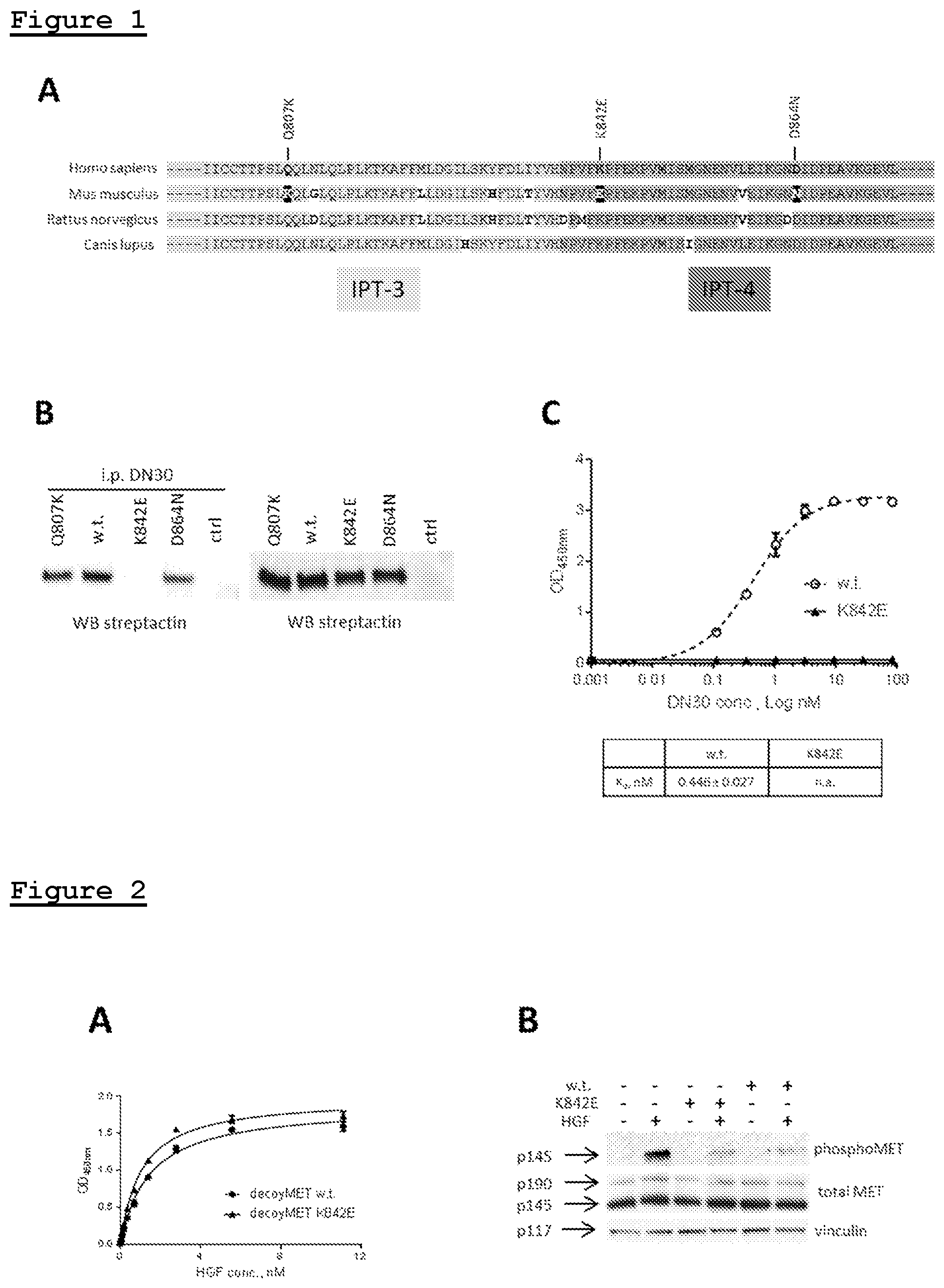 Patent US11814433 — Combination of anti-HGFR antibody and HEGFR for the treatment of a tumor and/or metastasis — Figure 1