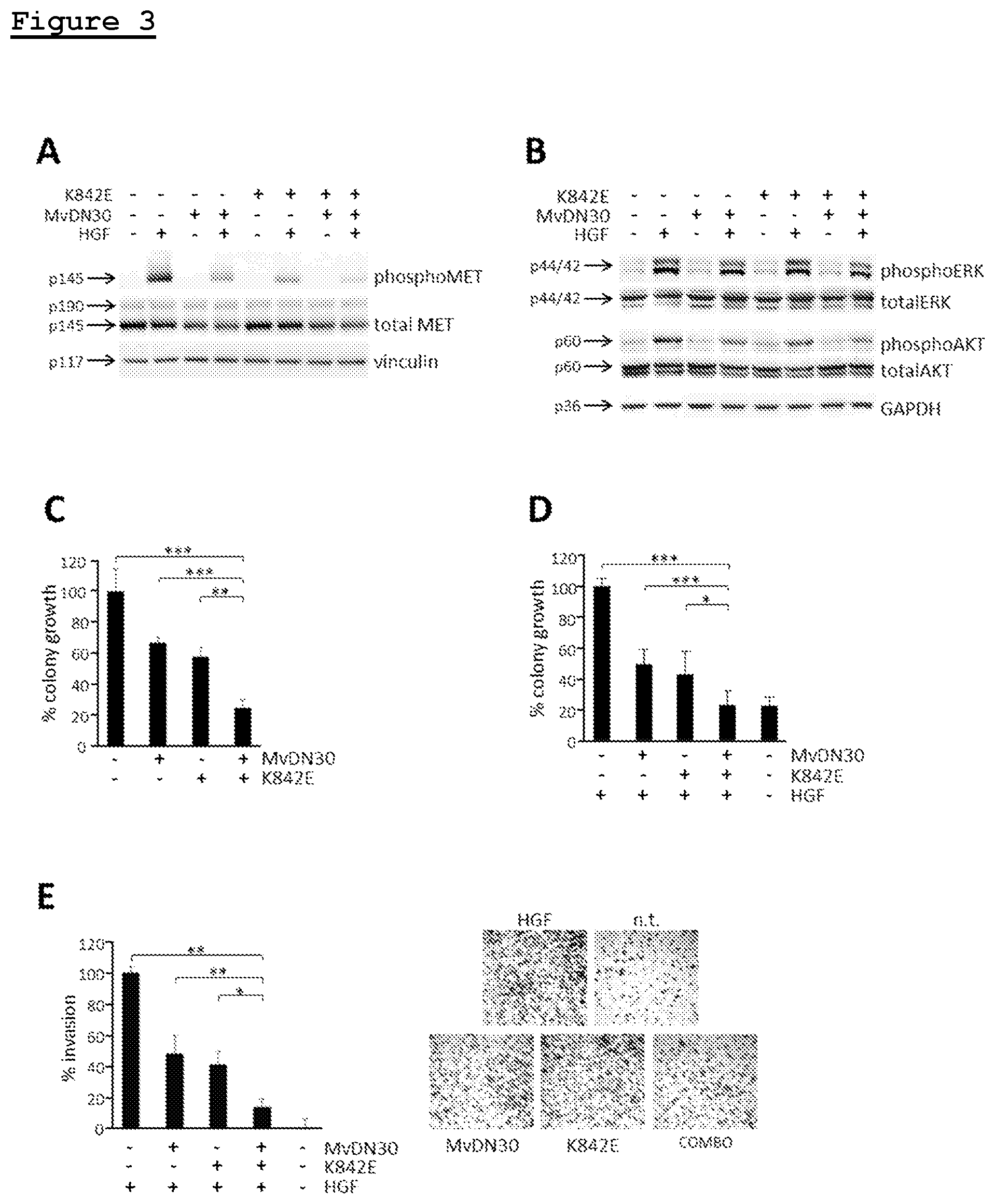 Patent US11814433 Figure 2 – Combination of anti-HGFR antibody and HEGFR for the treatment of a tumor and/or metastasis