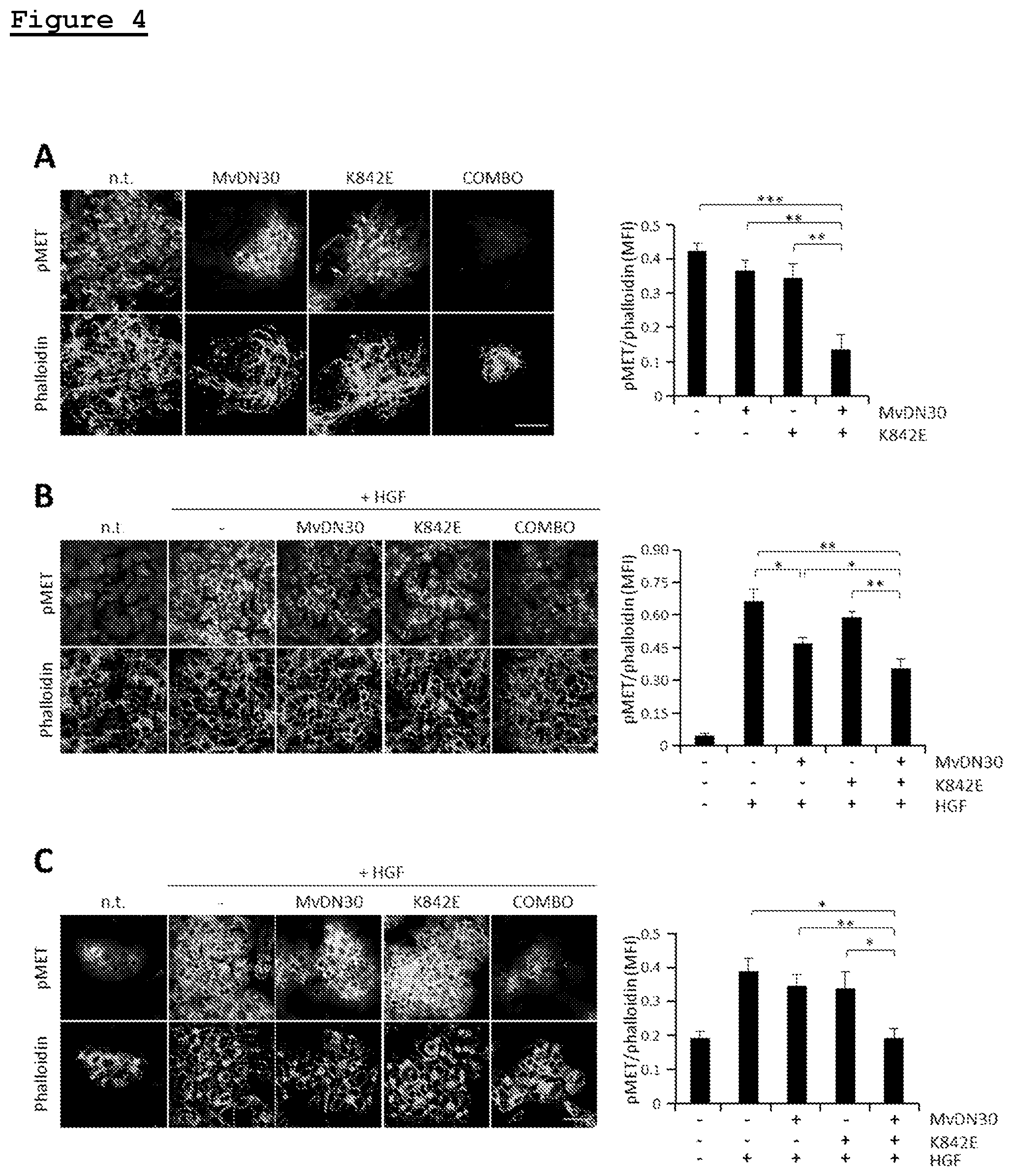 Patent US11814433 Figure 3 – Combination of anti-HGFR antibody and HEGFR for the treatment of a tumor and/or metastasis