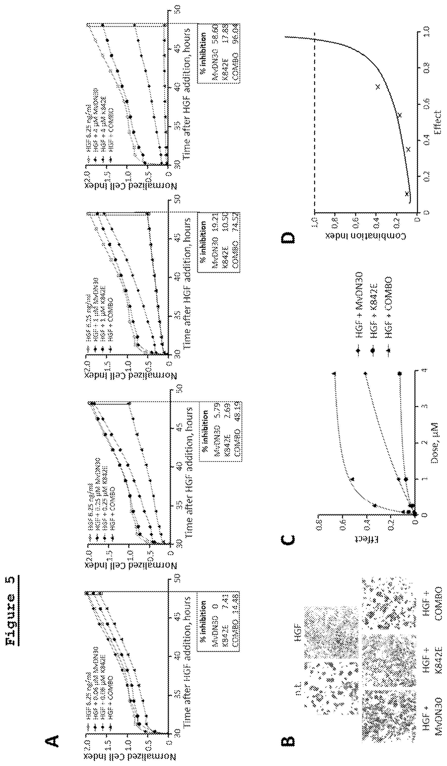 Patent US11814433 Figure 4 – Combination of anti-HGFR antibody and HEGFR for the treatment of a tumor and/or metastasis