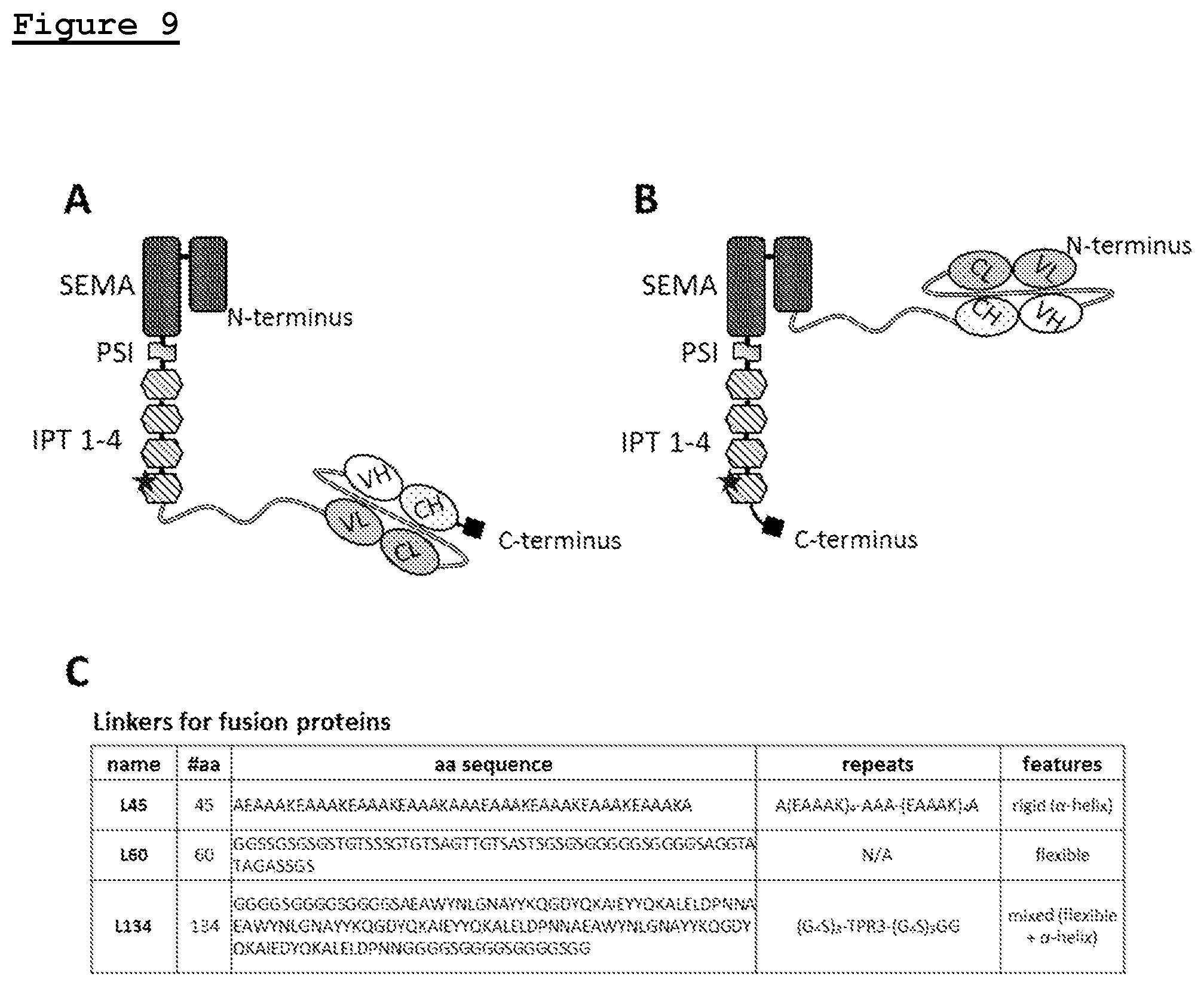 Patent US11814433 Figure 8 – Combination of anti-HGFR antibody and HEGFR for the treatment of a tumor and/or metastasis