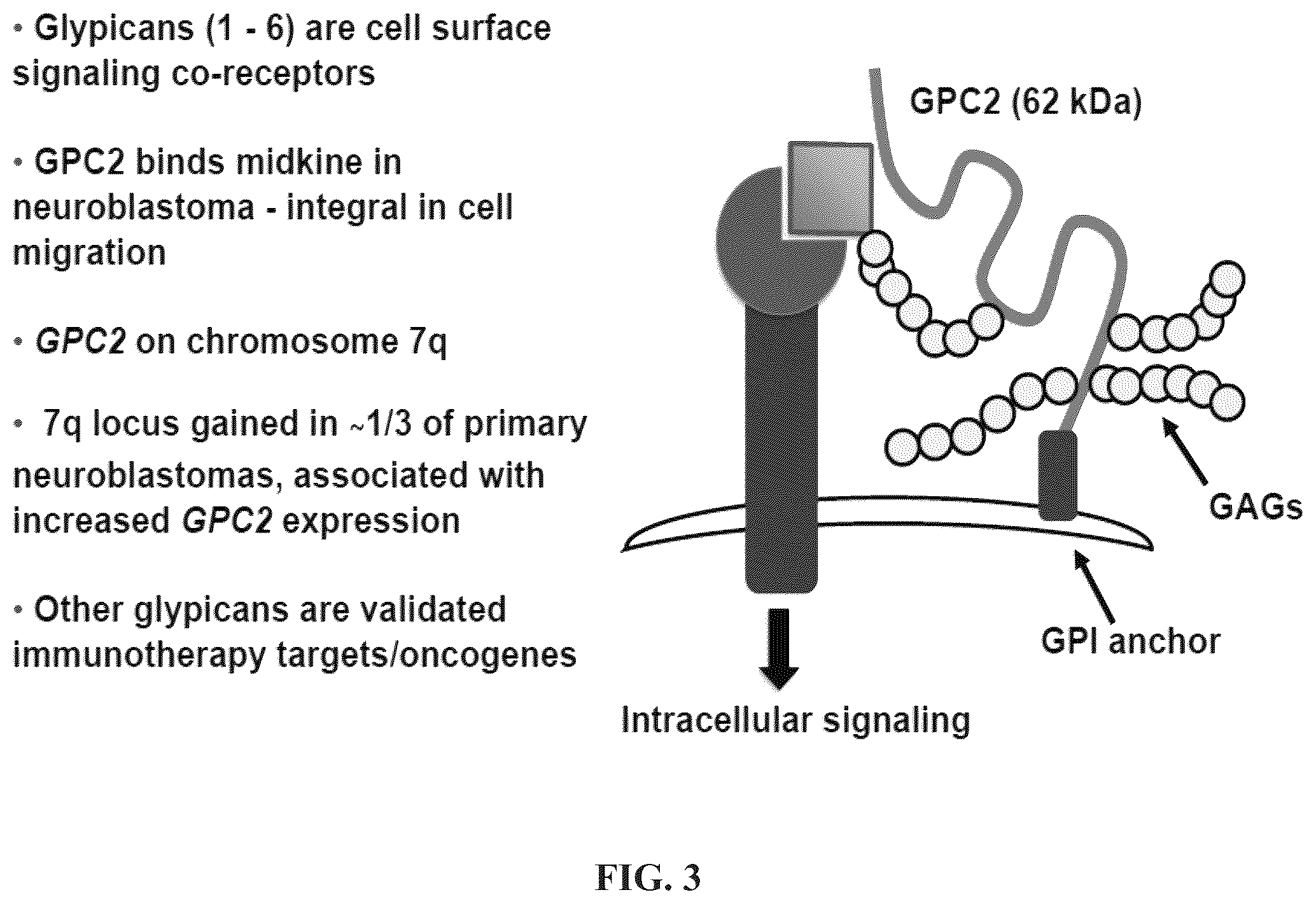 Patent US11814440 Figure 3 – Glypican 2 as a cancer marker and therapeutic target