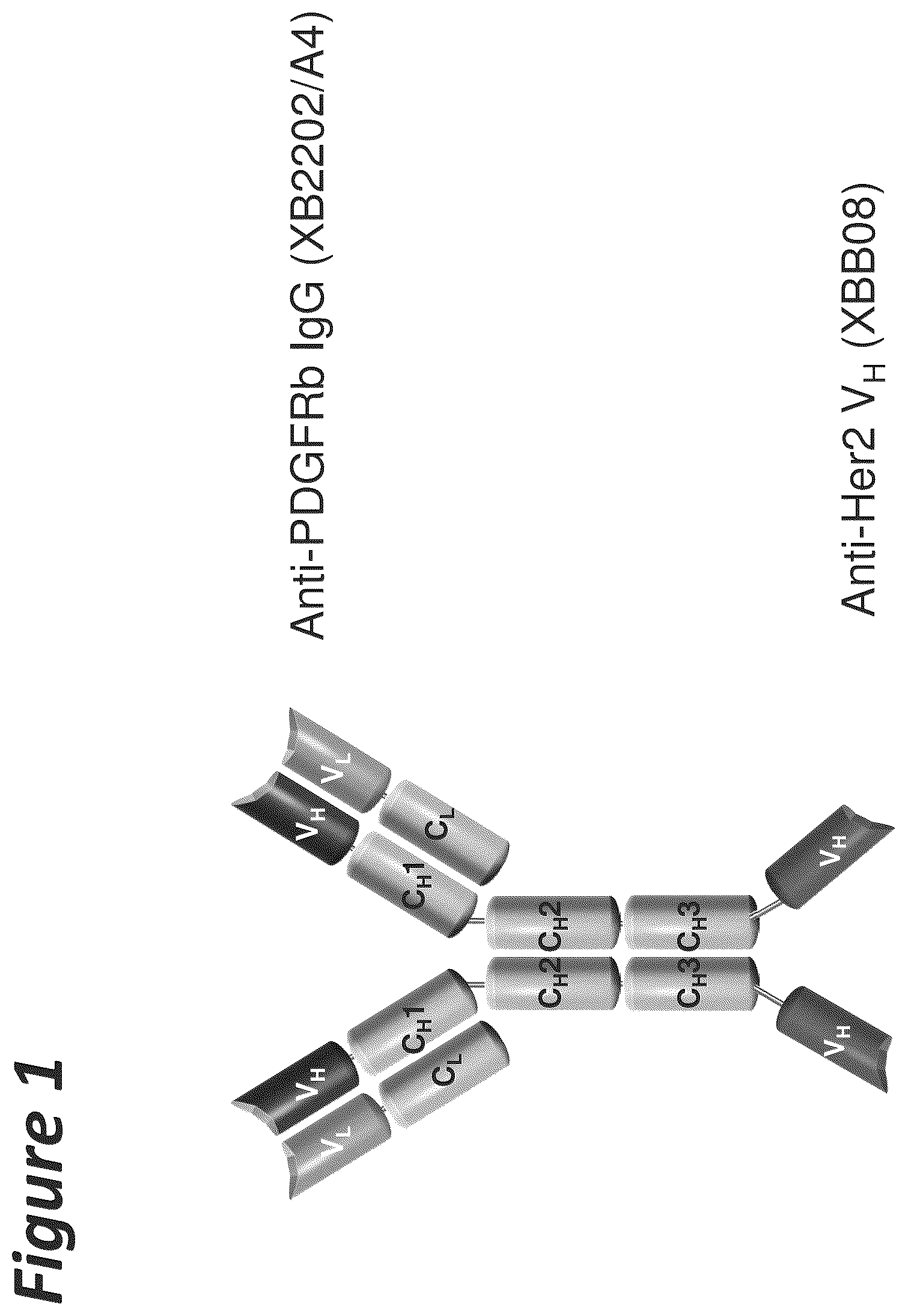 Patent US11814441 Figure 1 – Bi-specific antigen-binding polypeptides