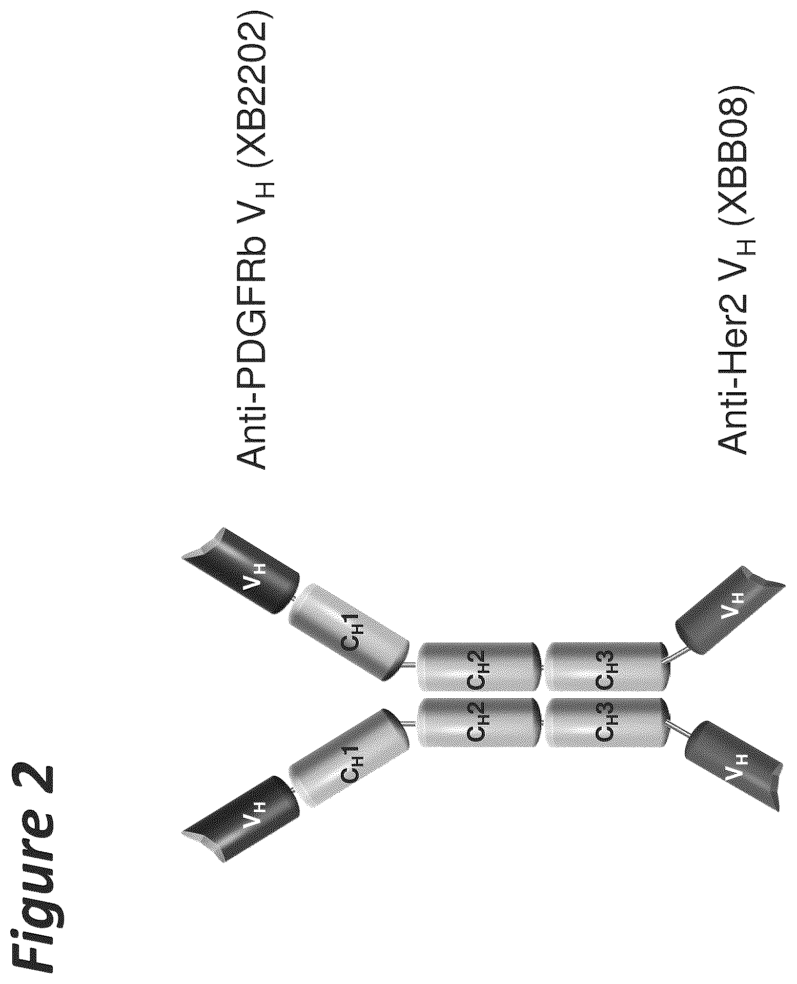 Patent US11814441 Figure 2 – Bi-specific antigen-binding polypeptides