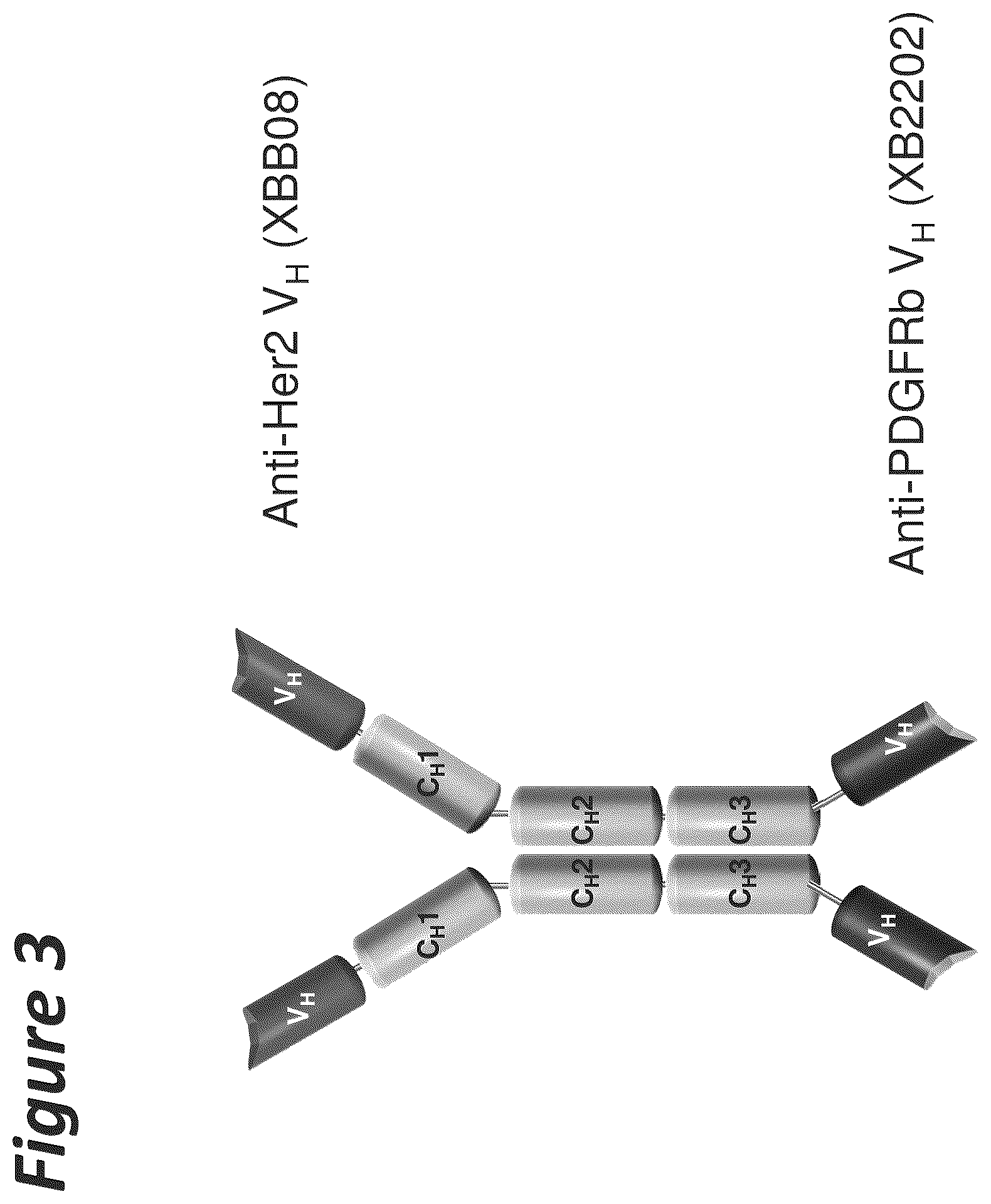 Patent US11814441 Figure 3 – Bi-specific antigen-binding polypeptides