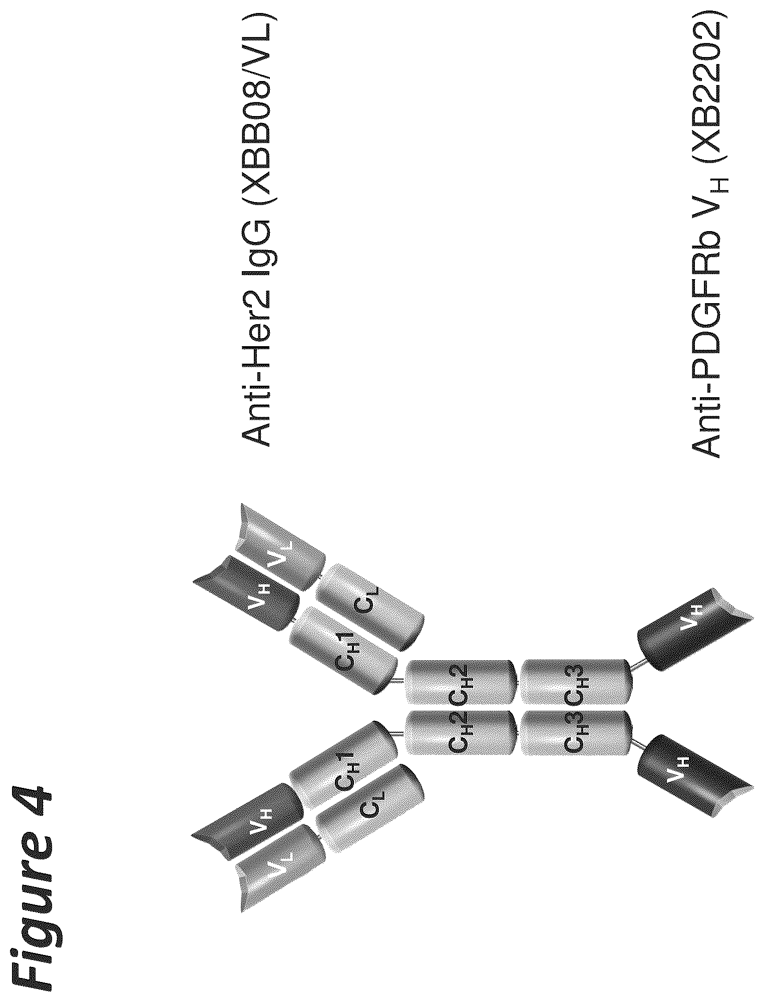 Patent US11814441 Figure 4 – Bi-specific antigen-binding polypeptides