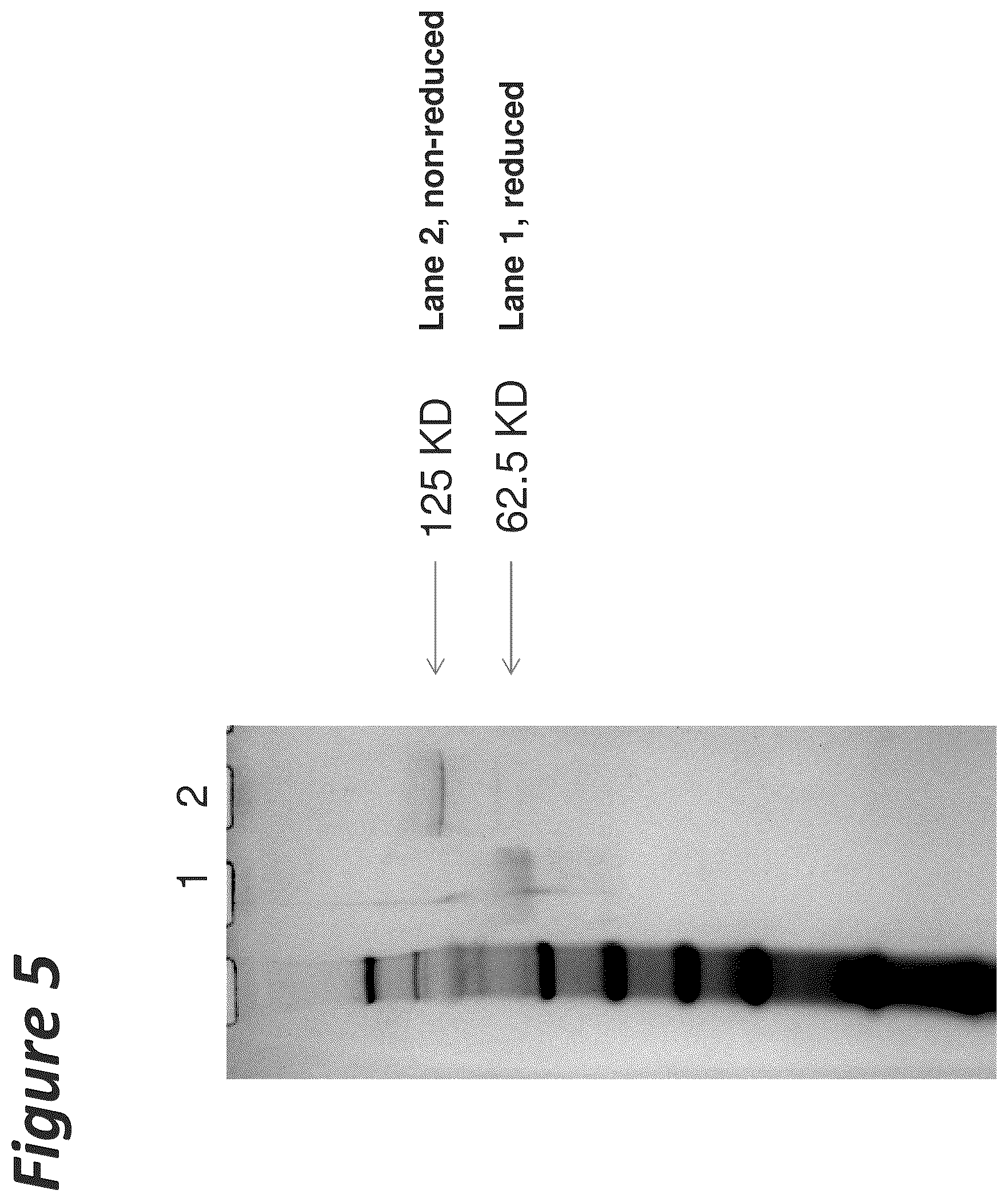 Patent US11814441 Figure 5 – Bi-specific antigen-binding polypeptides