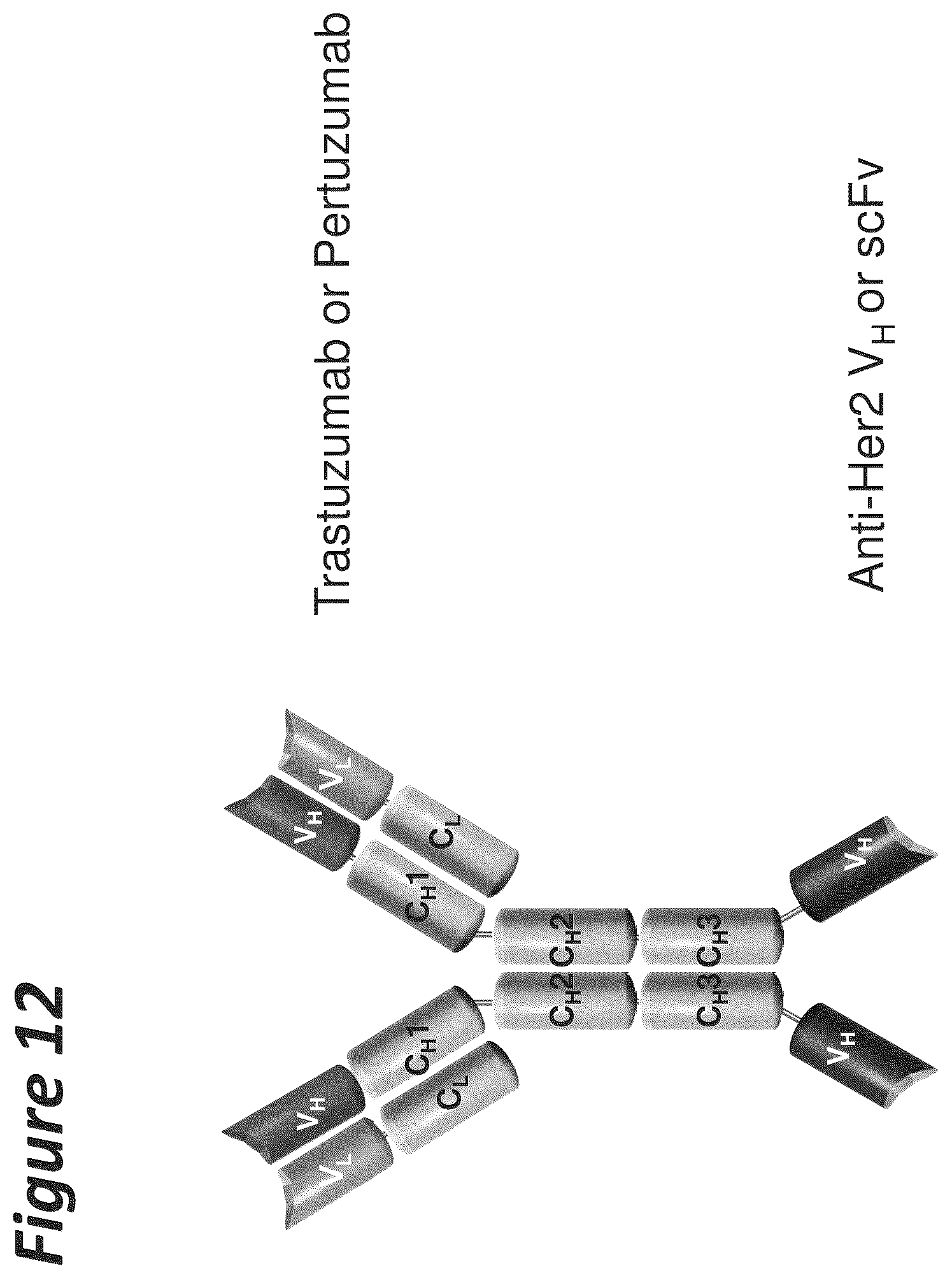 Patent US11814441 Figure 12 – Bi-specific antigen-binding polypeptides