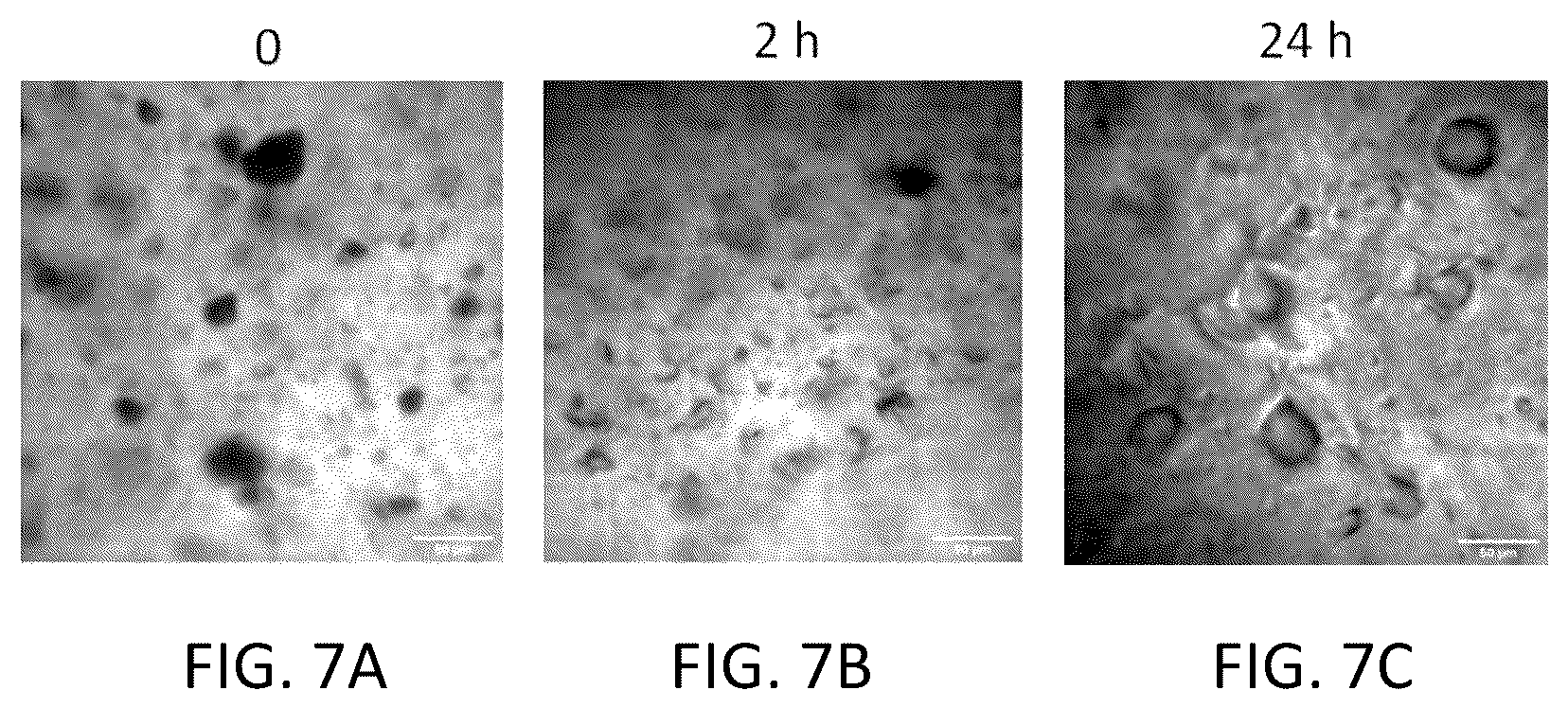 Patent US11814519 Figure 7 – Nitric oxide-releasing 3D-printing compositions and uses thereof
