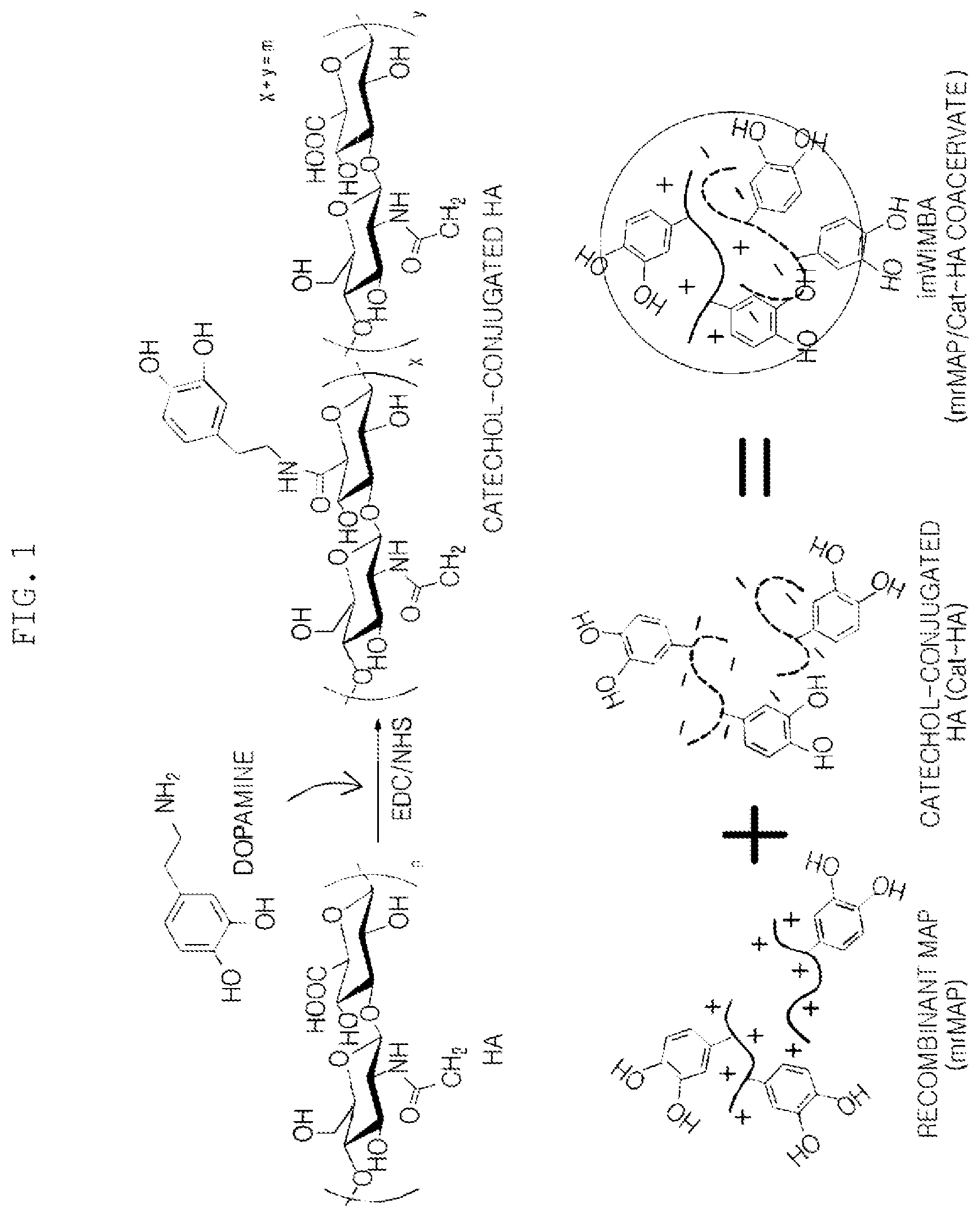 Patent US11814556 Figure 1 – Coacervate formed from catechol-substituted anionic polymer, adhesive comprising same, and method for producing same