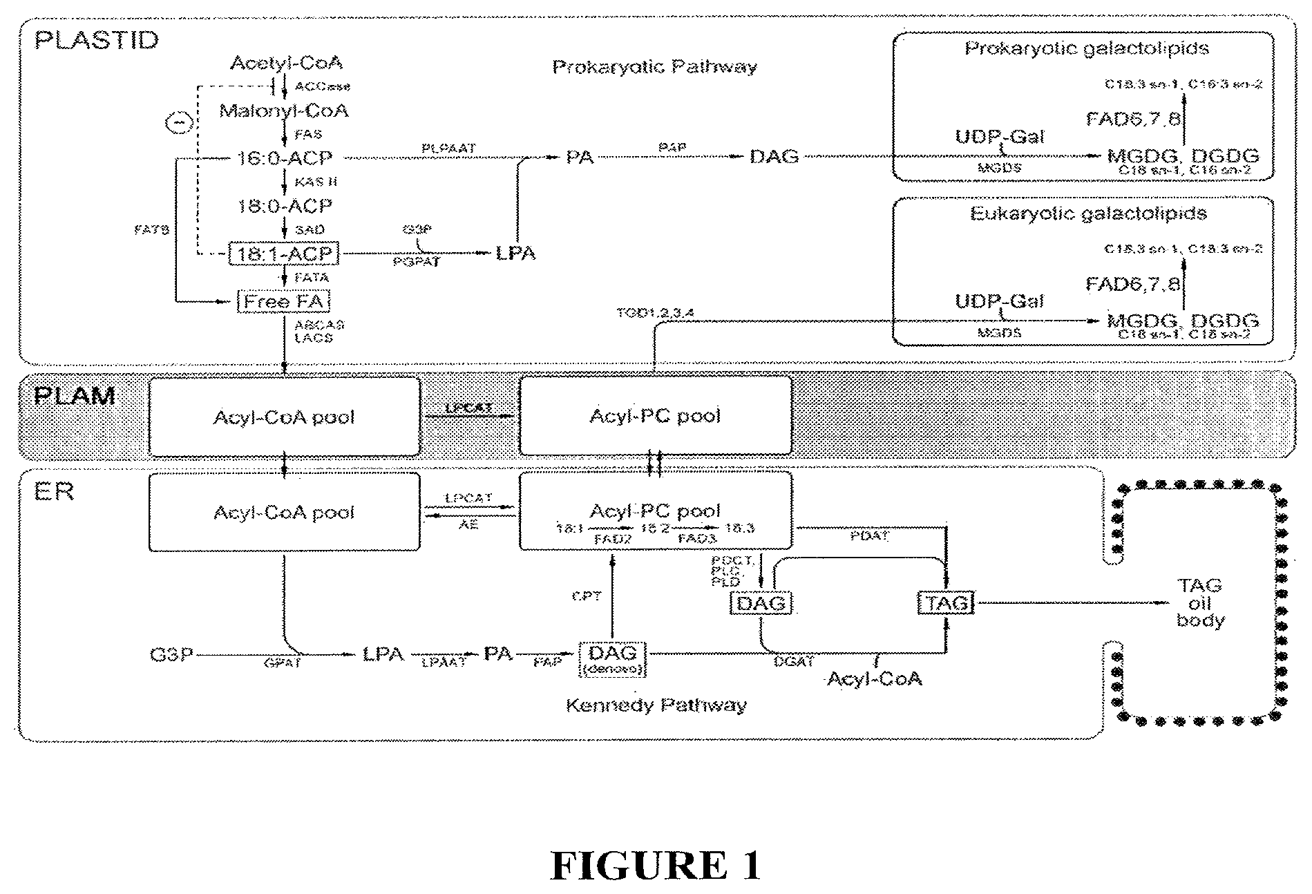 Patent US11814600 Figure 1 – Process for producing industrial products from plant lipids