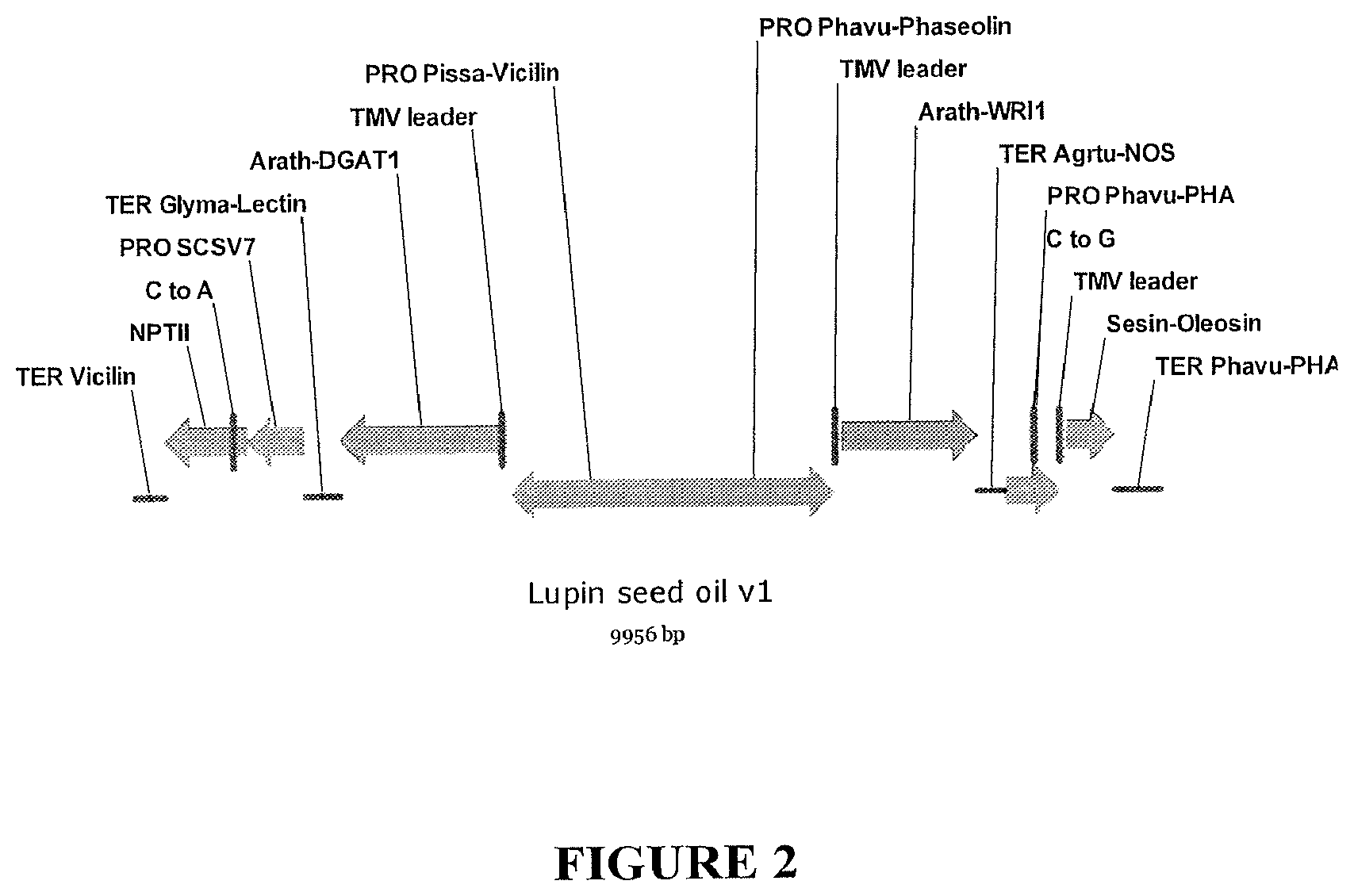 Patent US11814600 Figure 2 – Process for producing industrial products from plant lipids