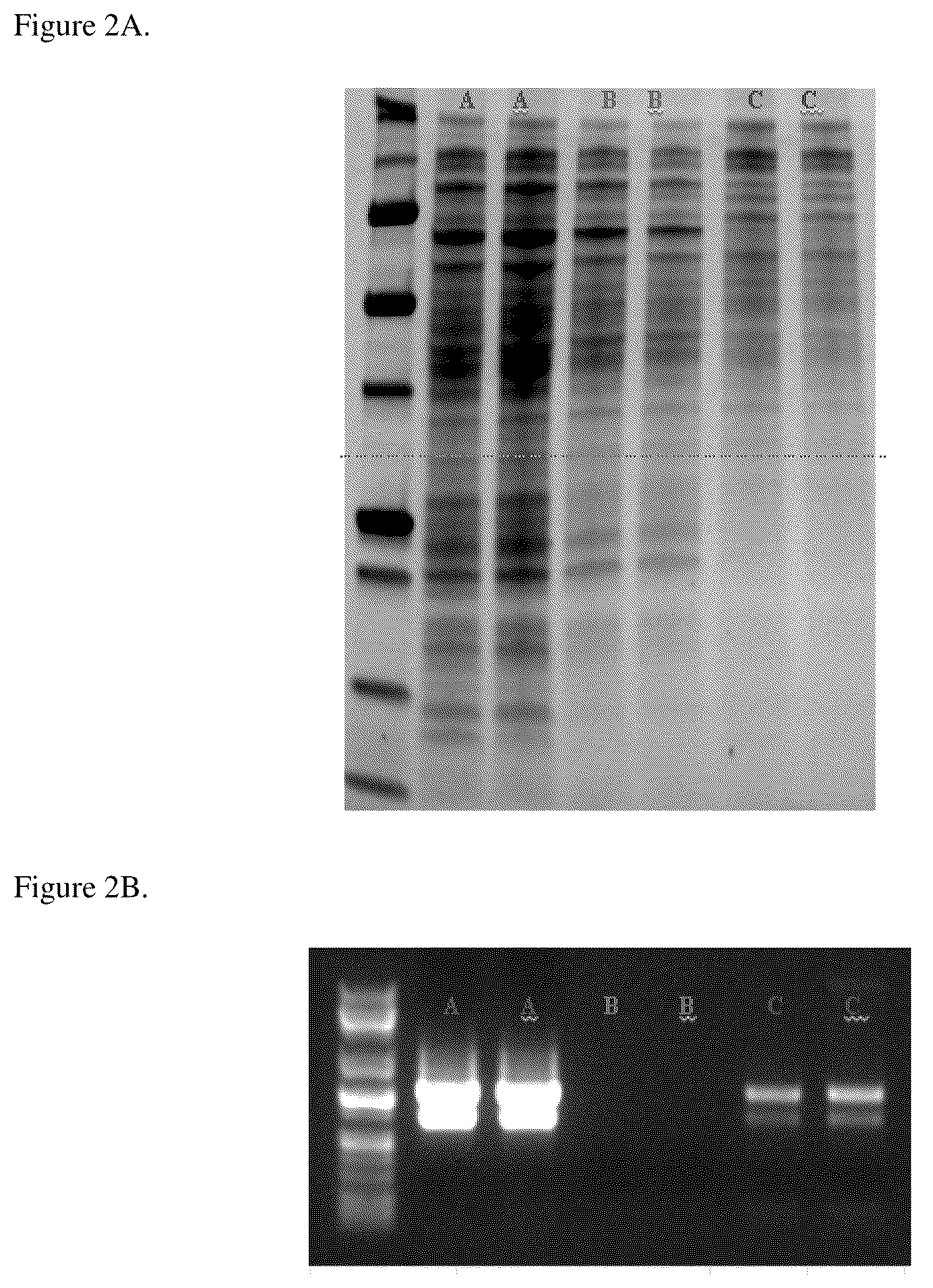 Patent US11814618 Figure 2 – Methods for co-isolation of nucleic acids and proteins