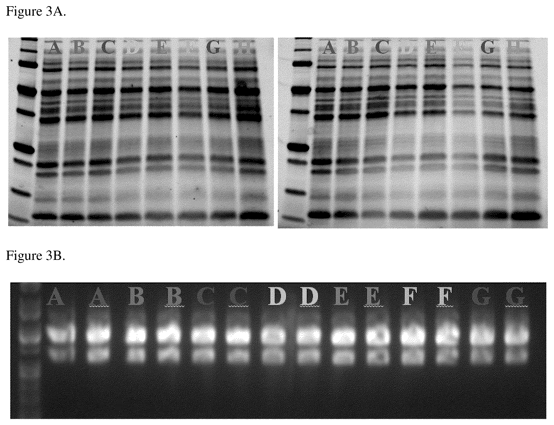 Patent US11814618 Figure 3 – Methods for co-isolation of nucleic acids and proteins