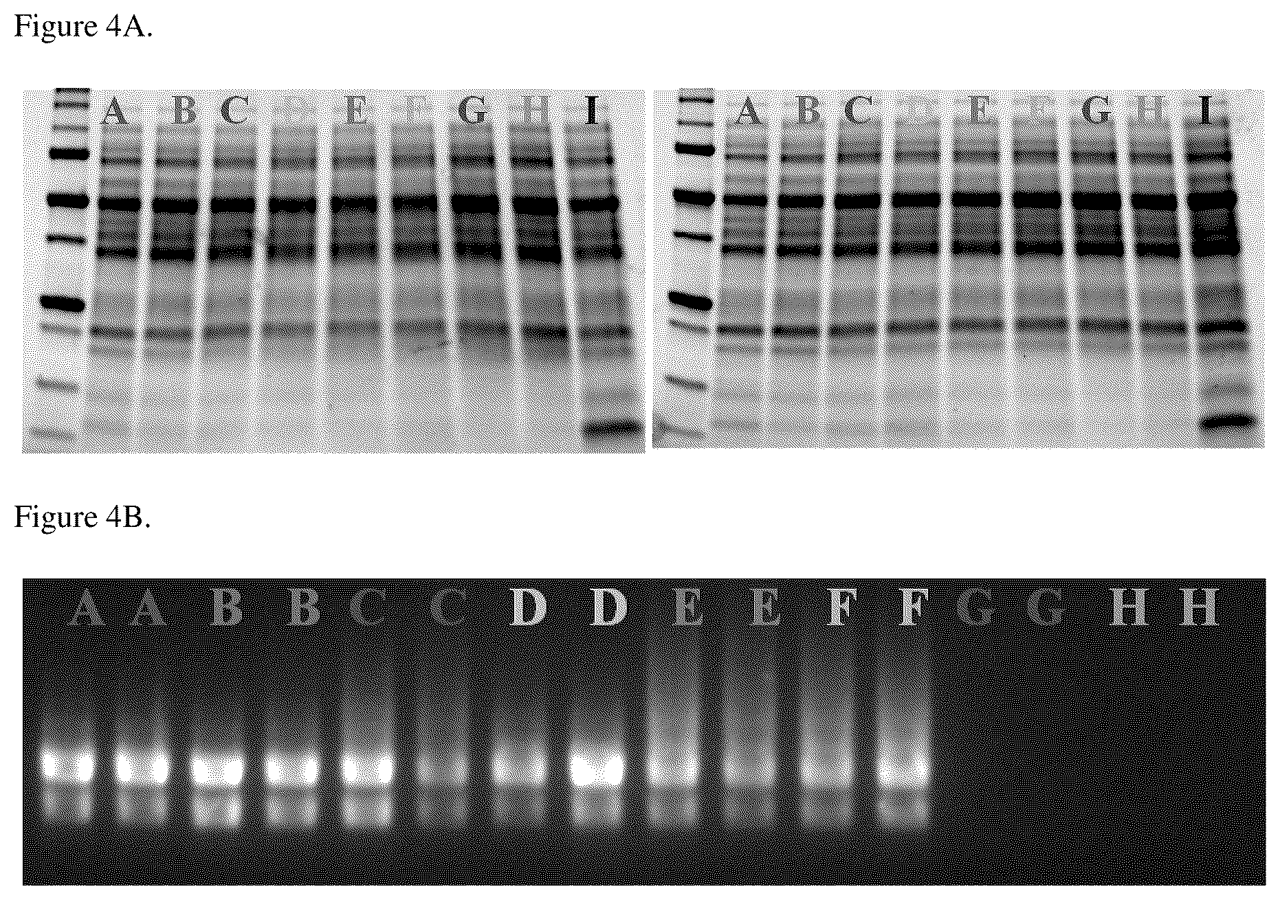 Patent US11814618 Figure 4 – Methods for co-isolation of nucleic acids and proteins