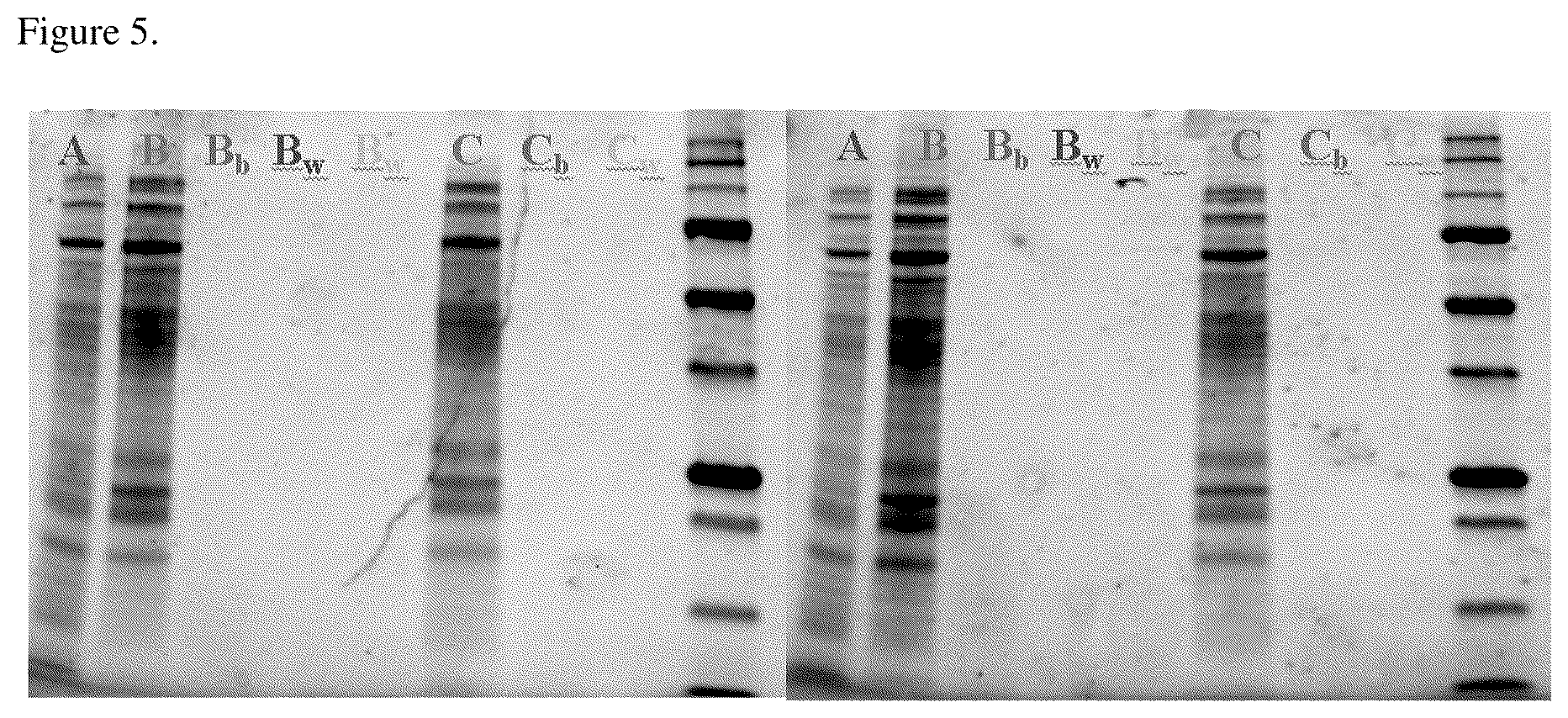 Patent US11814618 Figure 5 – Methods for co-isolation of nucleic acids and proteins