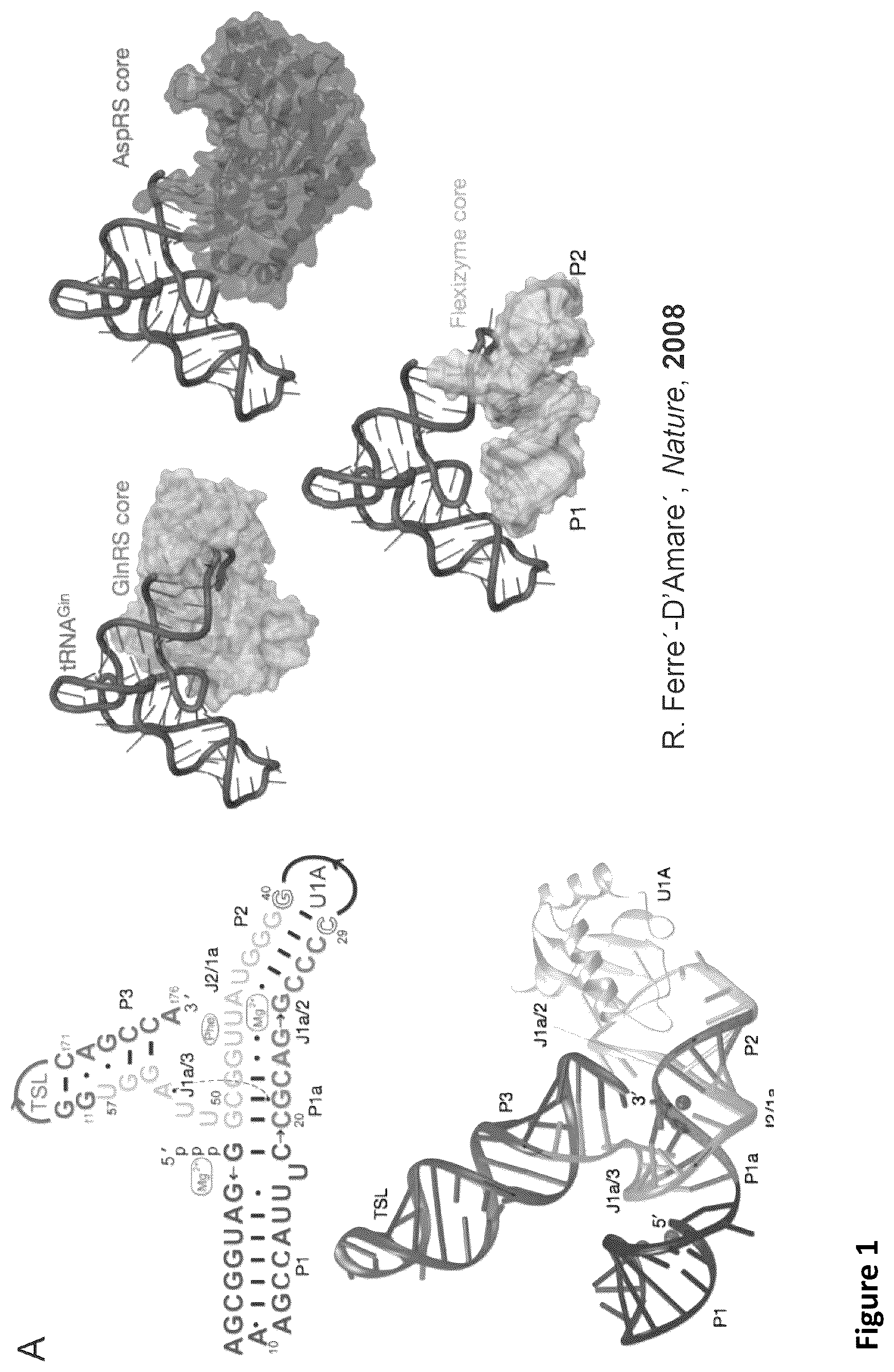 Patent US11814621 Figure 1 – Expanding the chemical substrates for genetic code reprogramming