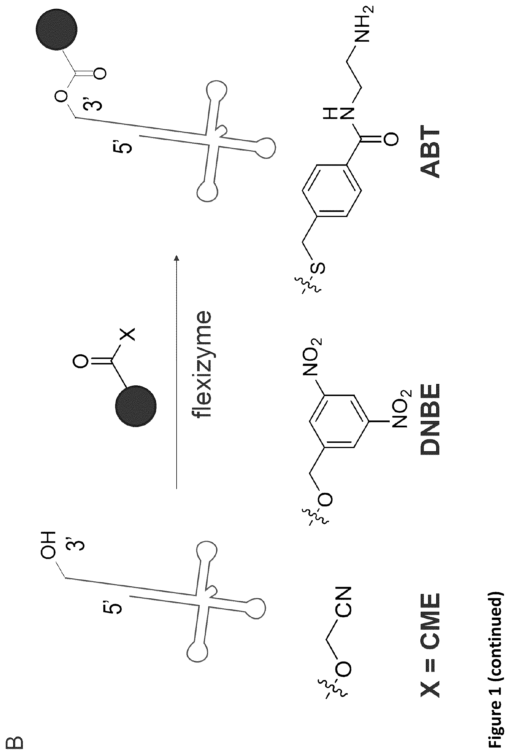 Patent US11814621 Figure 2 – Expanding the chemical substrates for genetic code reprogramming
