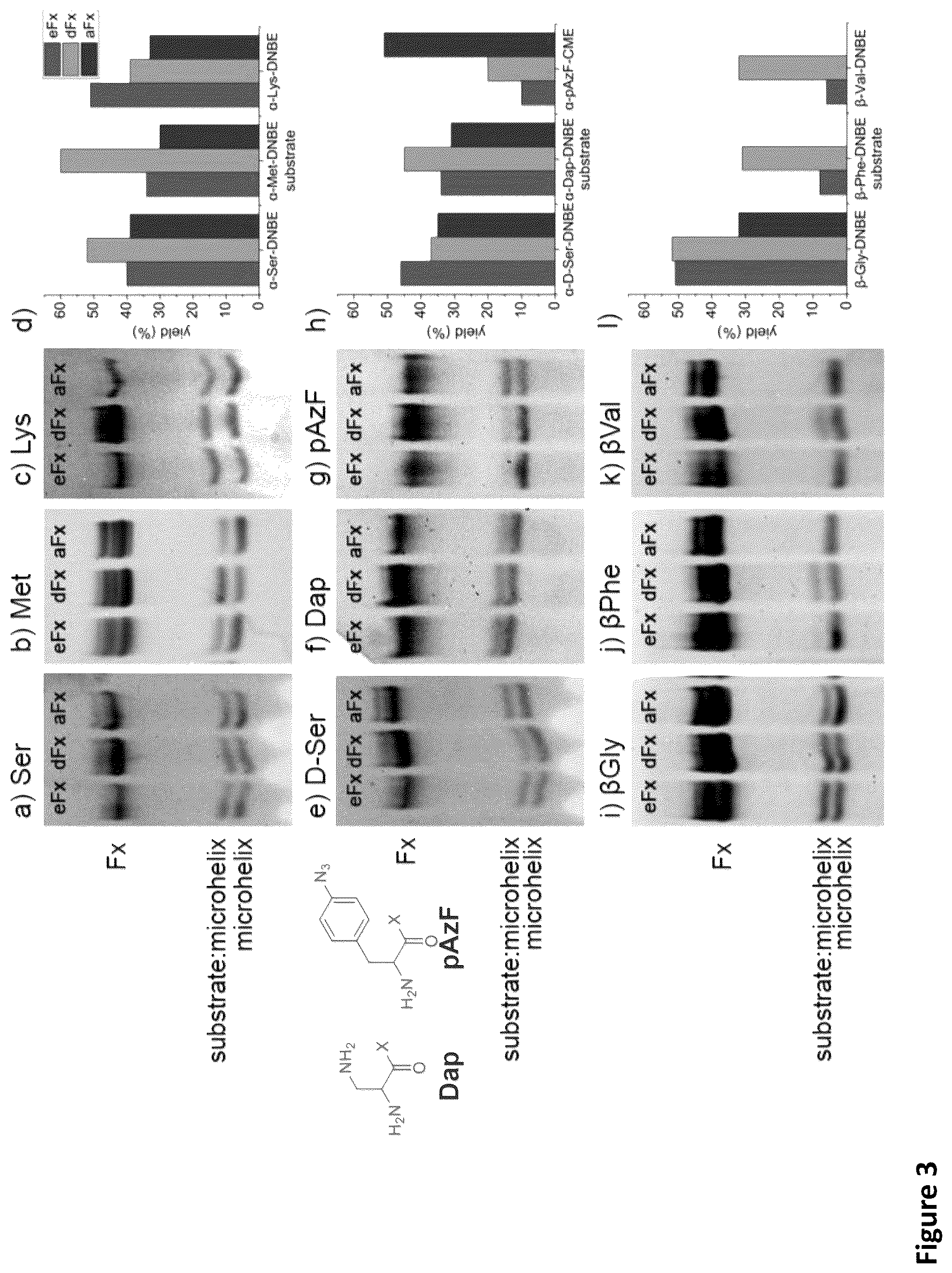 Patent US11814621 Figure 4 – Expanding the chemical substrates for genetic code reprogramming