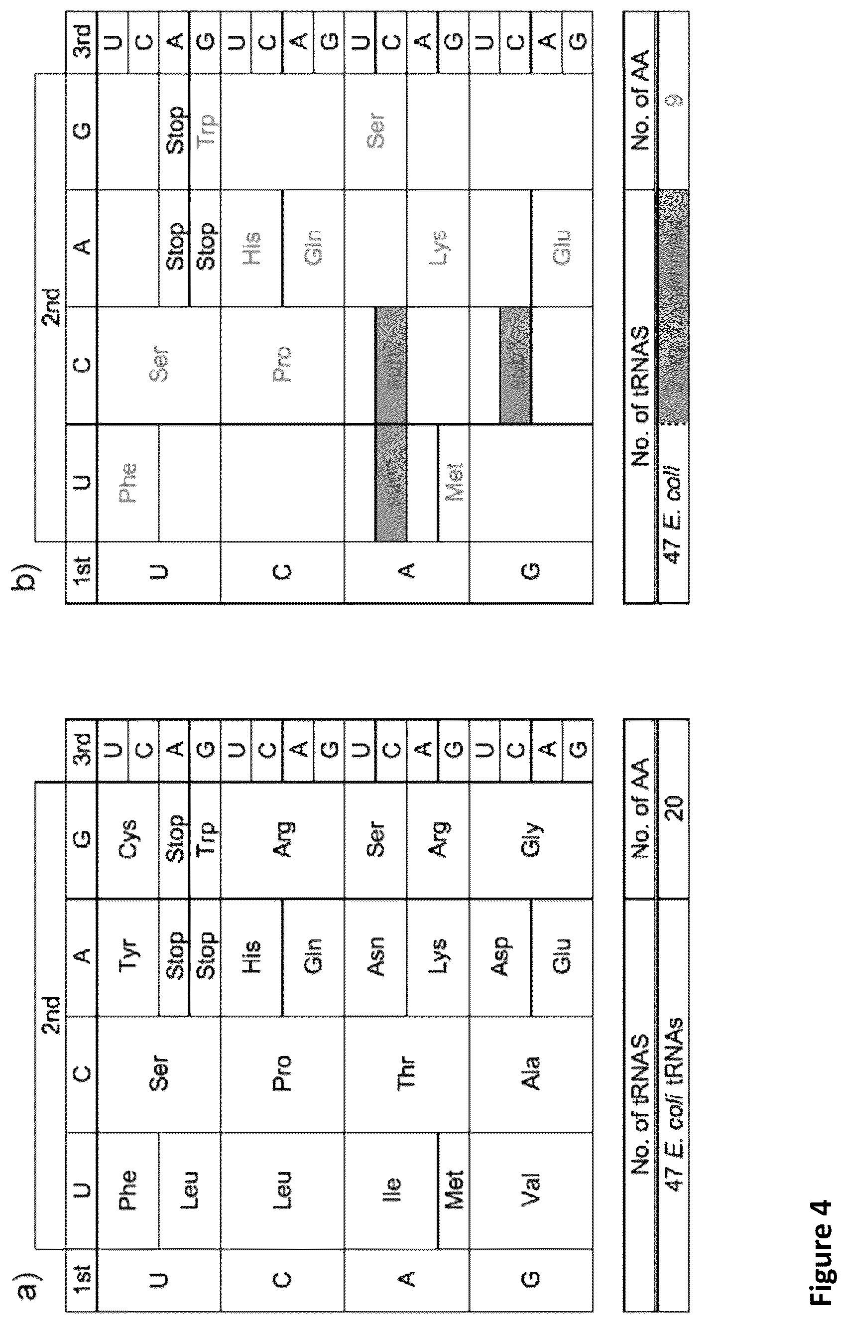 Patent US11814621 Figure 5 – Expanding the chemical substrates for genetic code reprogramming