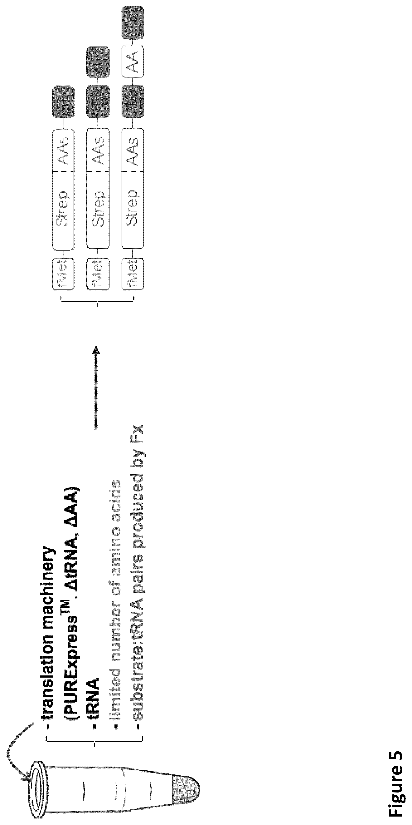 Patent US11814621 Figure 6 – Expanding the chemical substrates for genetic code reprogramming