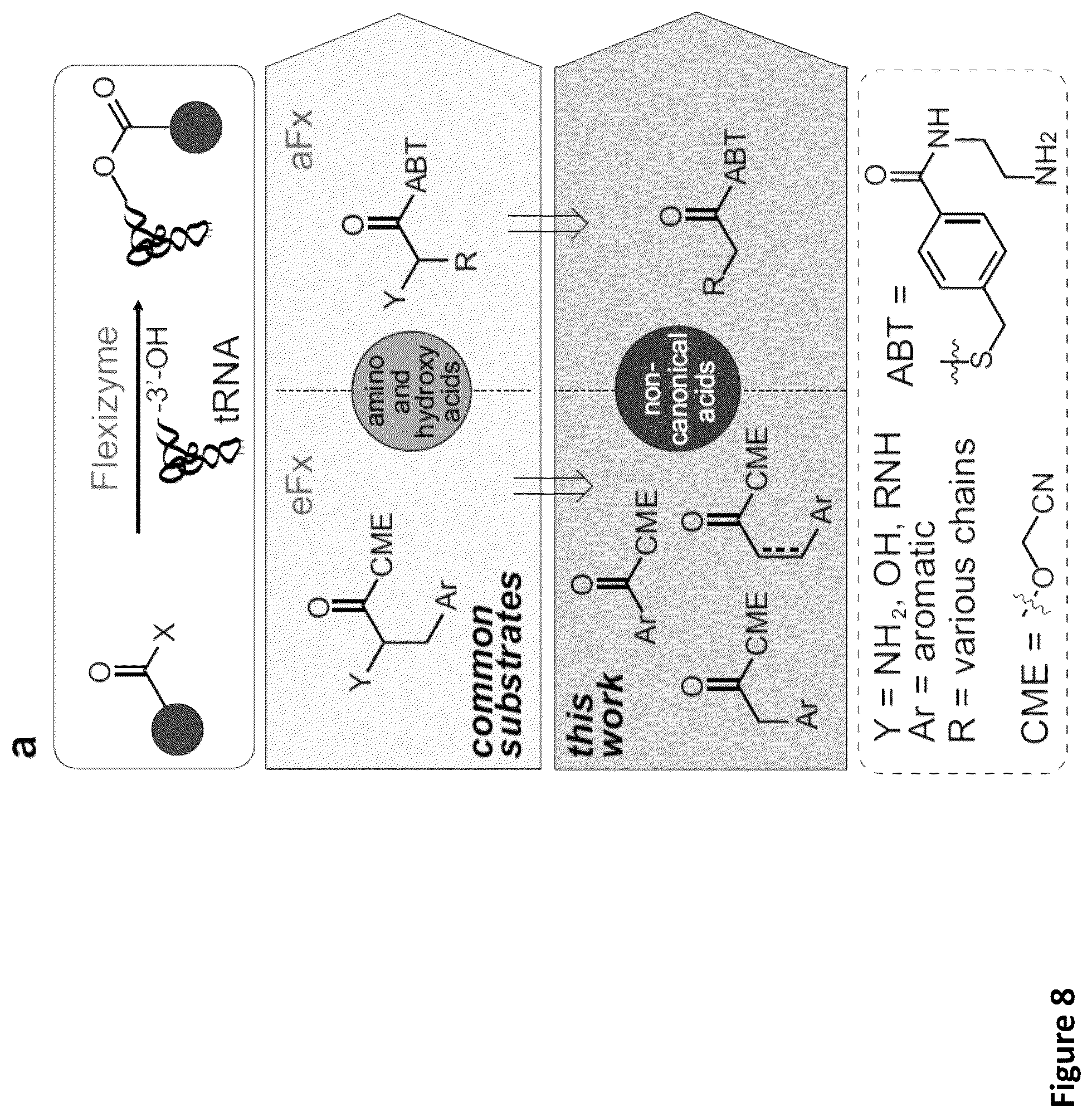 Patent US11814621 Figure 10 – Expanding the chemical substrates for genetic code reprogramming