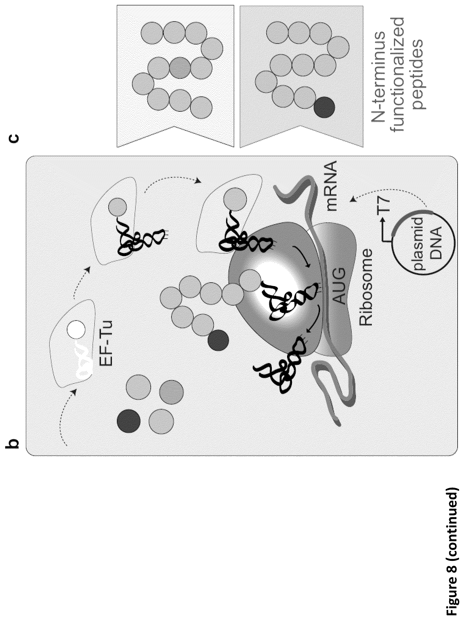 Patent US11814621 Figure 11 – Expanding the chemical substrates for genetic code reprogramming