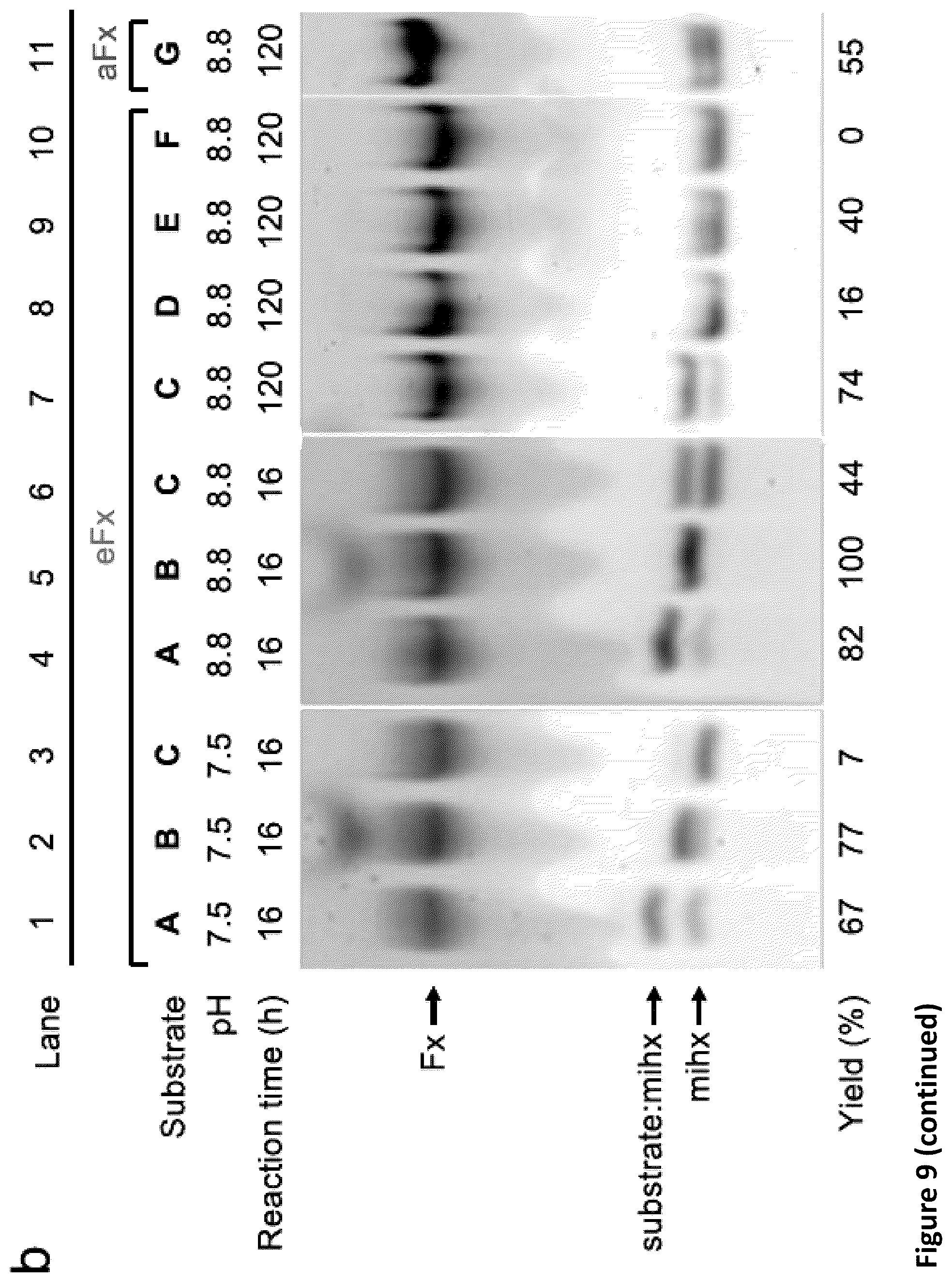 Patent US11814621 Figure 13 – Expanding the chemical substrates for genetic code reprogramming