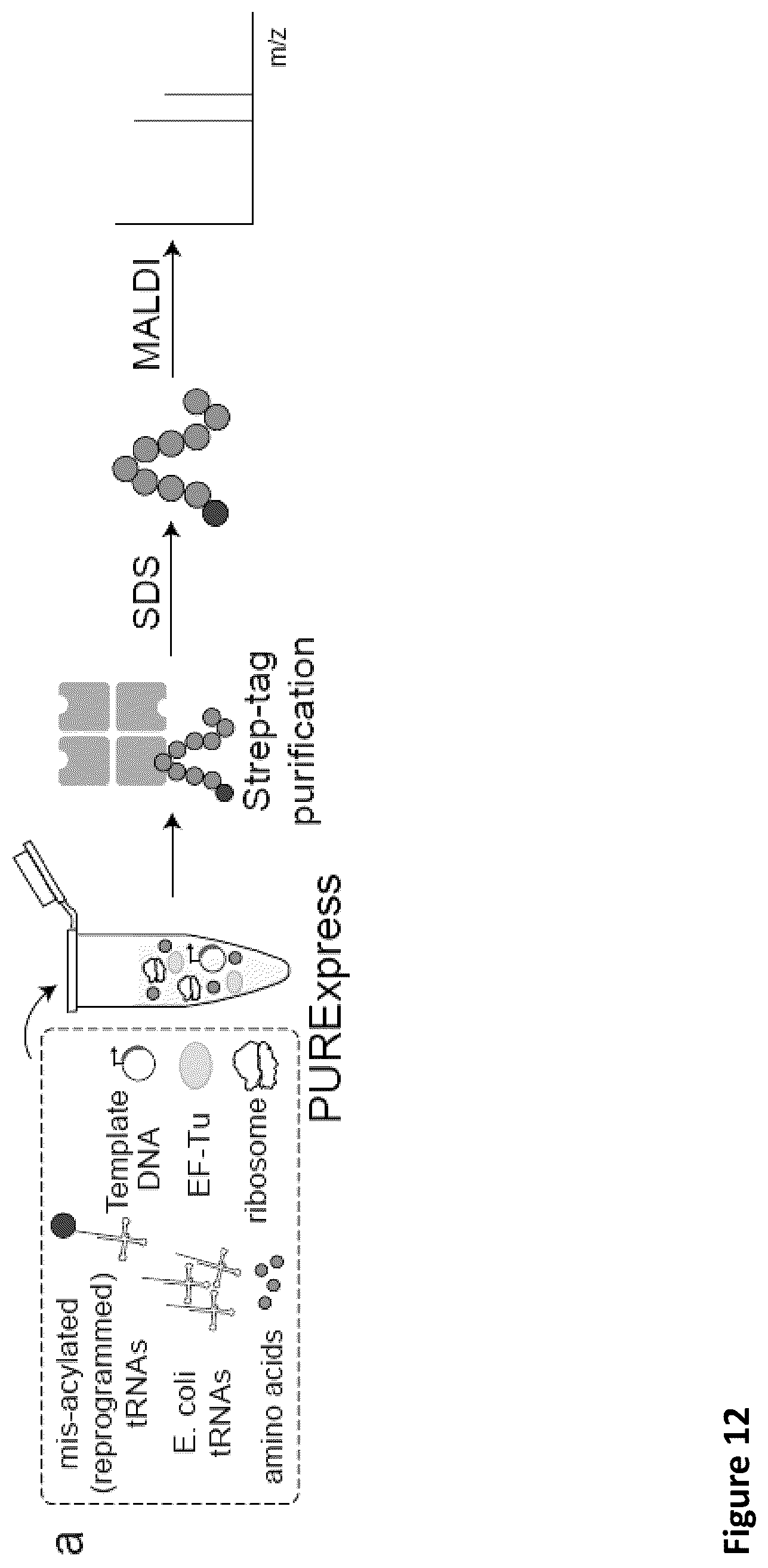 Patent US11814621 Figure 18 – Expanding the chemical substrates for genetic code reprogramming